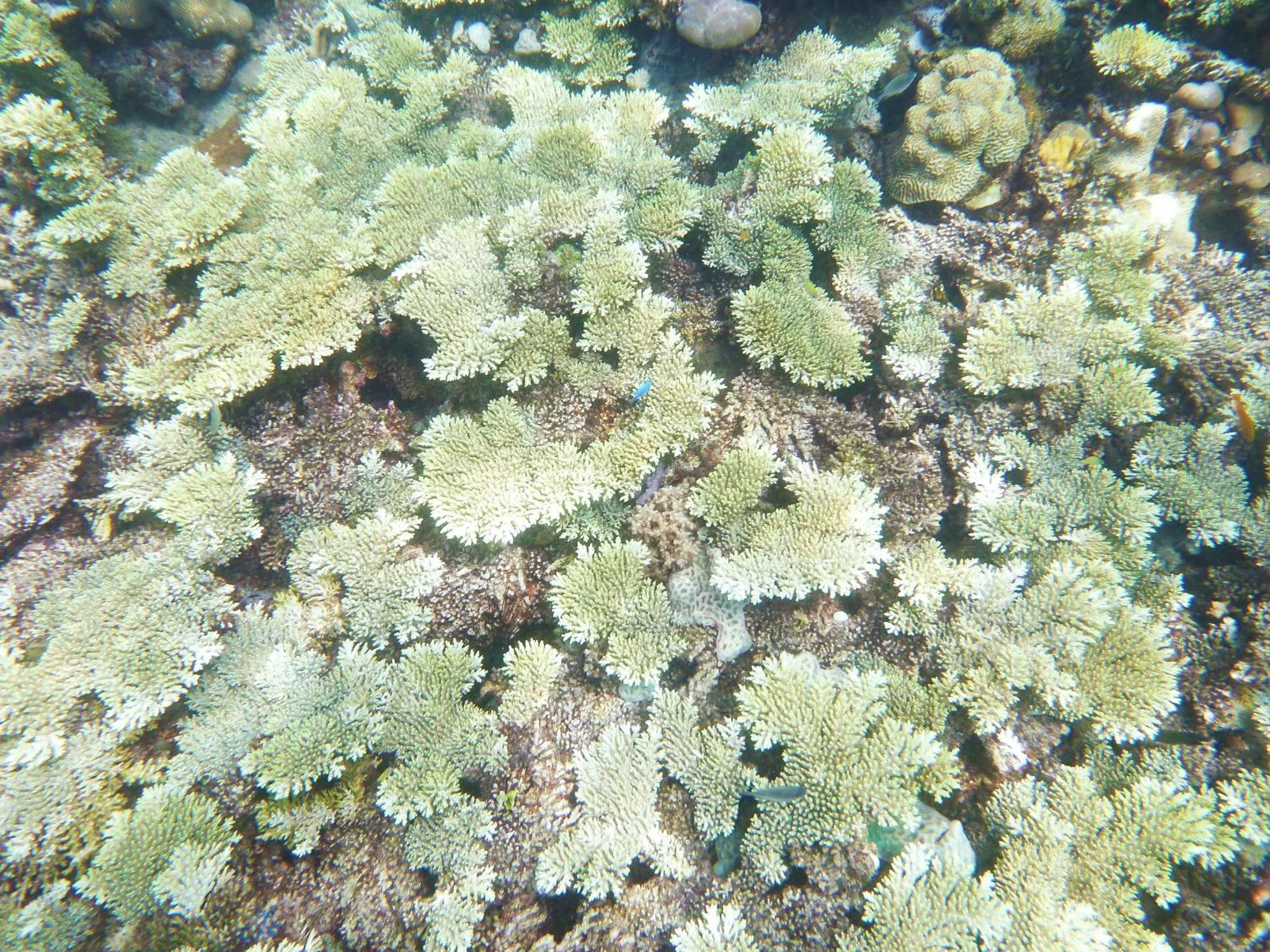 View (from property/room) in Discovery Coron formerly Club Paradise Palawan