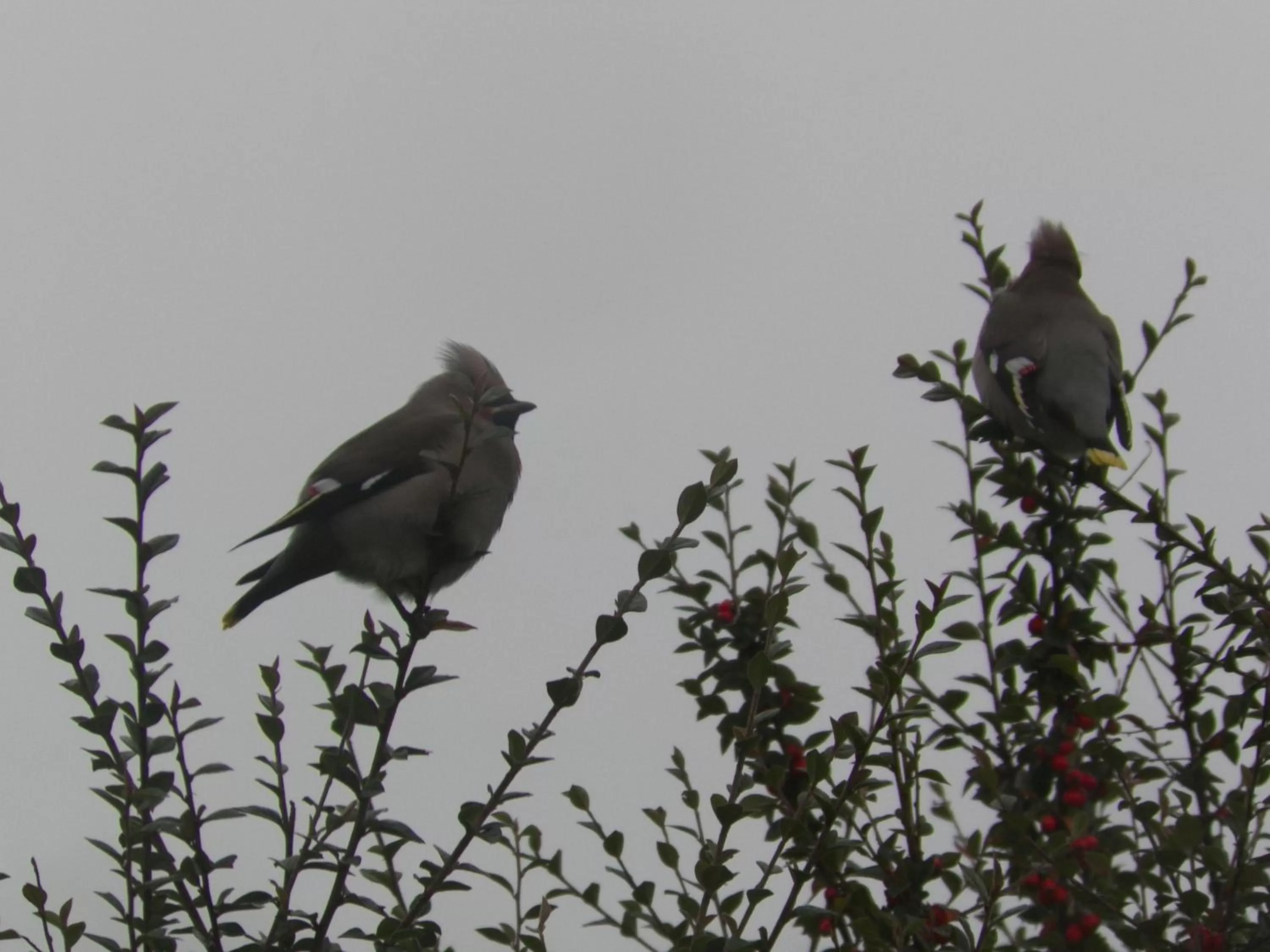 Natural landscape in Hillcrest Bed & Breakfast