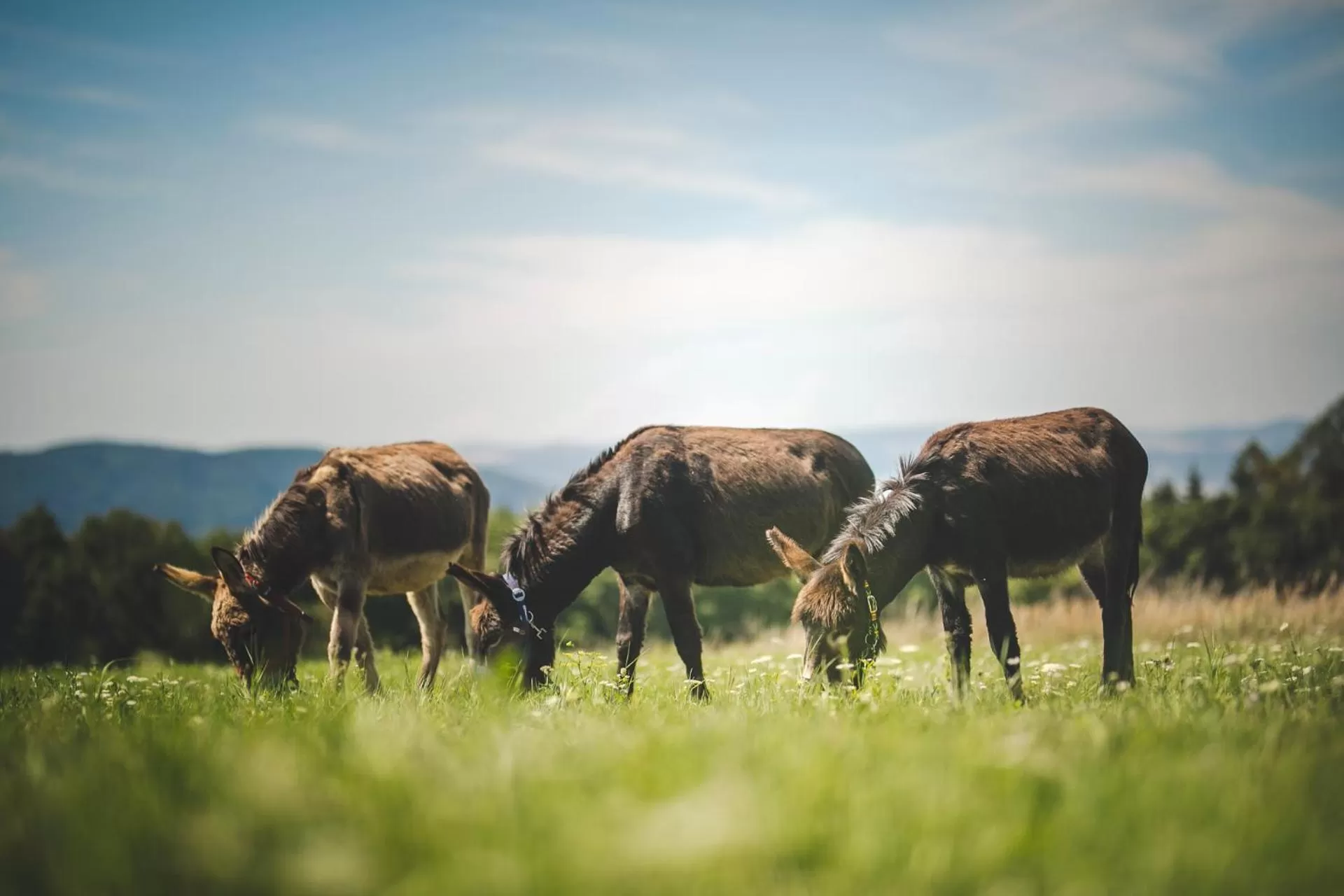 Natural landscape, Other Animals in OREA Resort Panorama Moravský kras