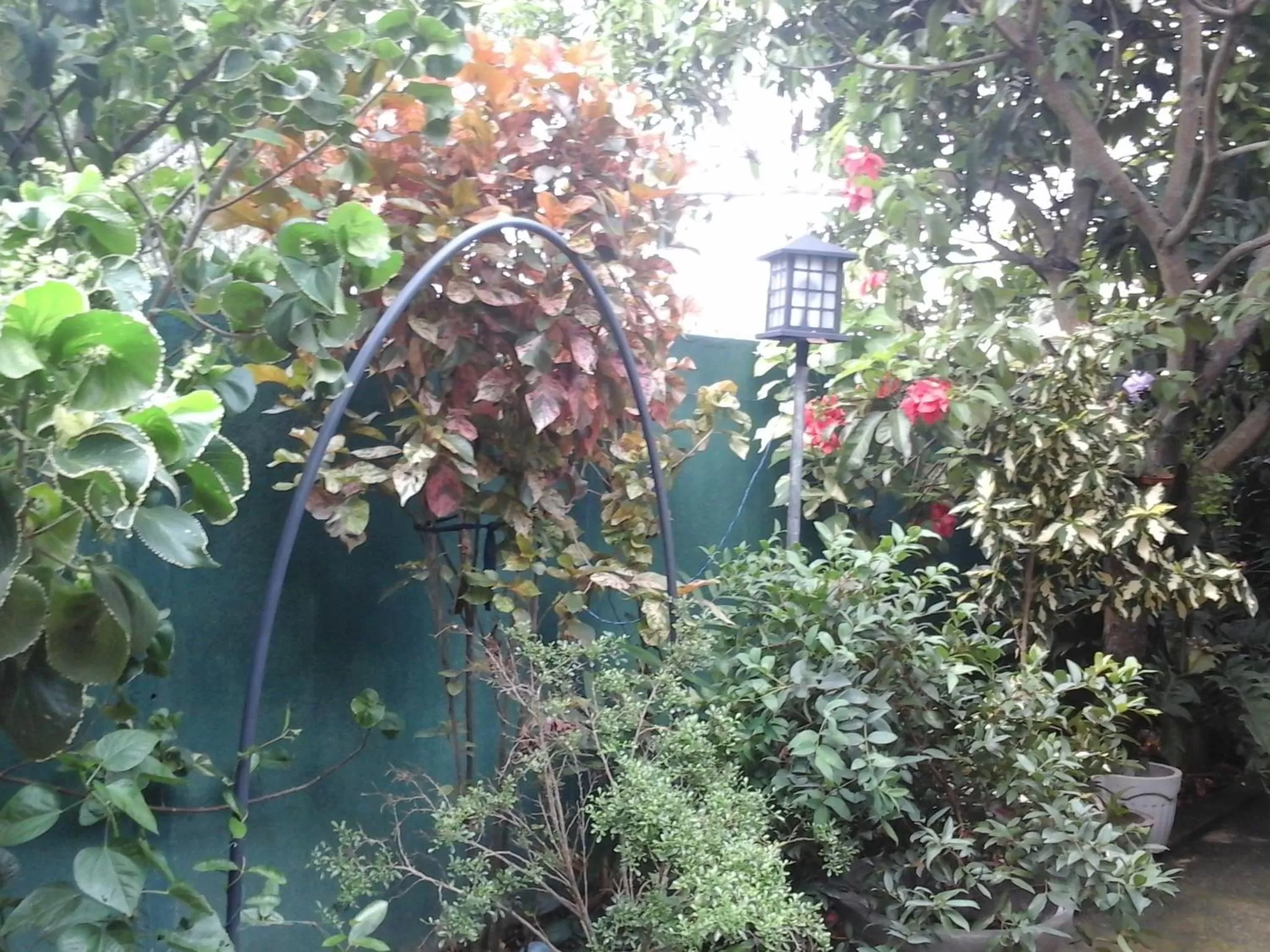 Garden view, Garden in House Of Esanya