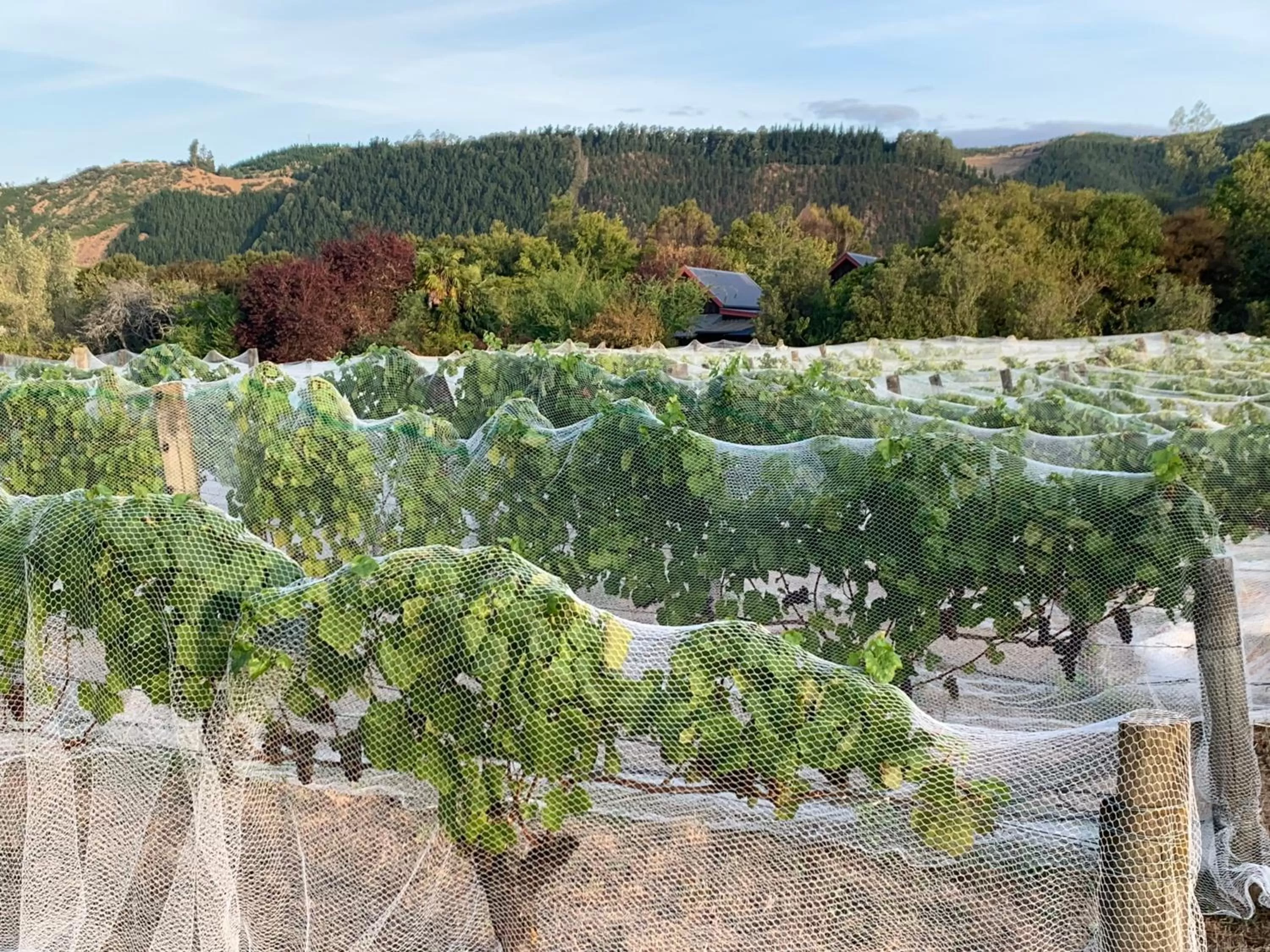 Garden view in Quail Farm, Colonial charm