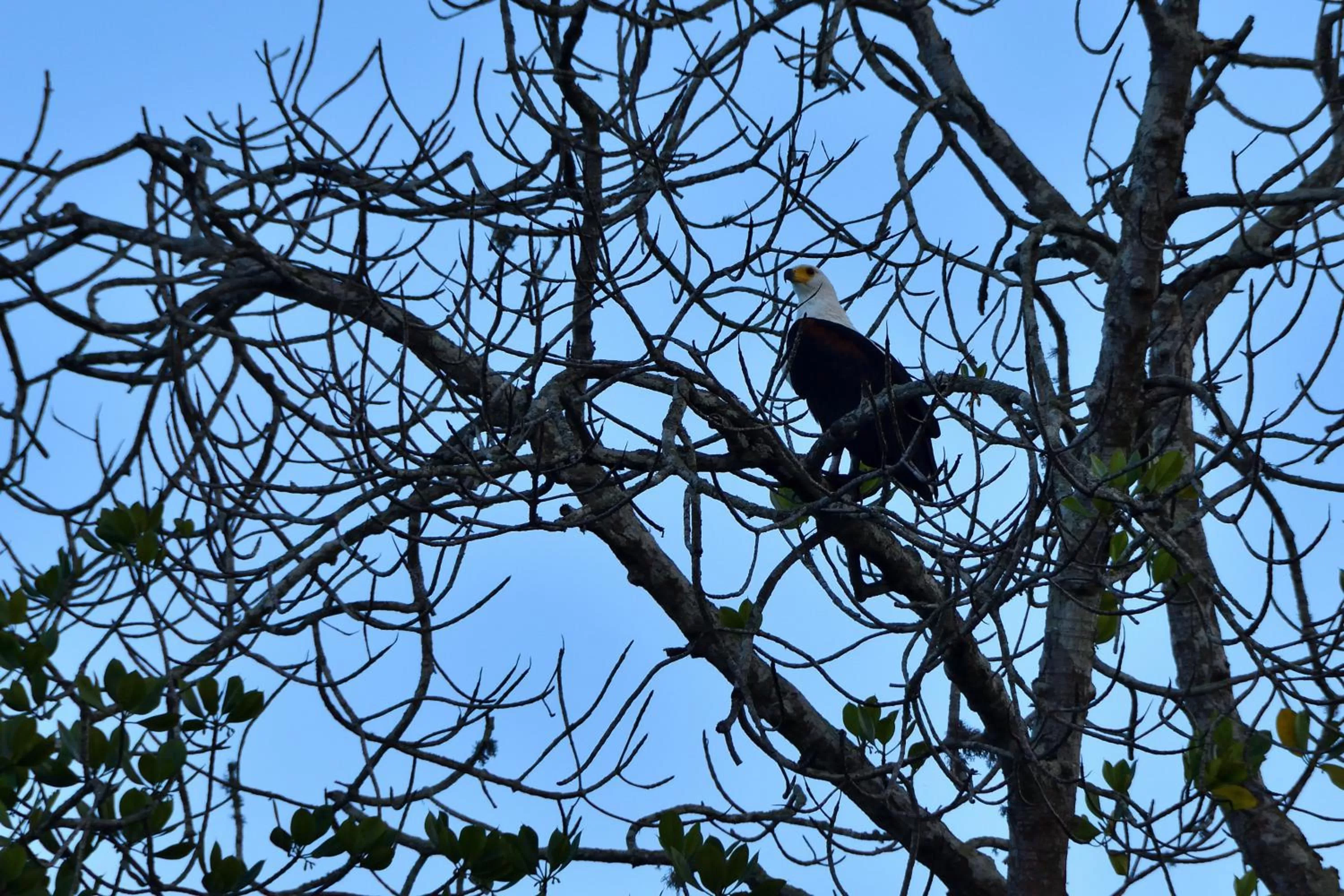 Animals, Other Animals in Bahari Pori Resort