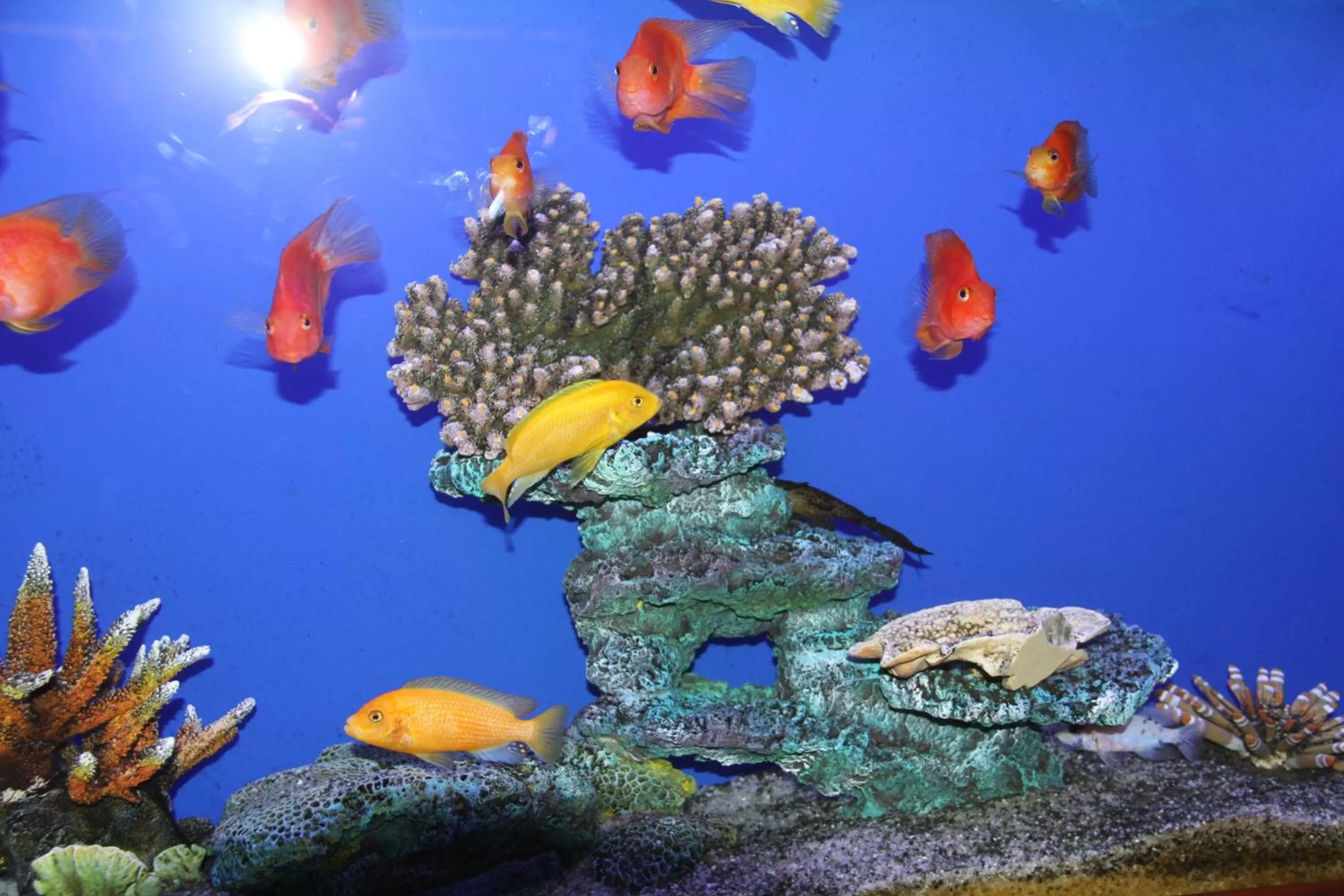 Lobby or reception, Other Animals in Saleem Afandi Hotel