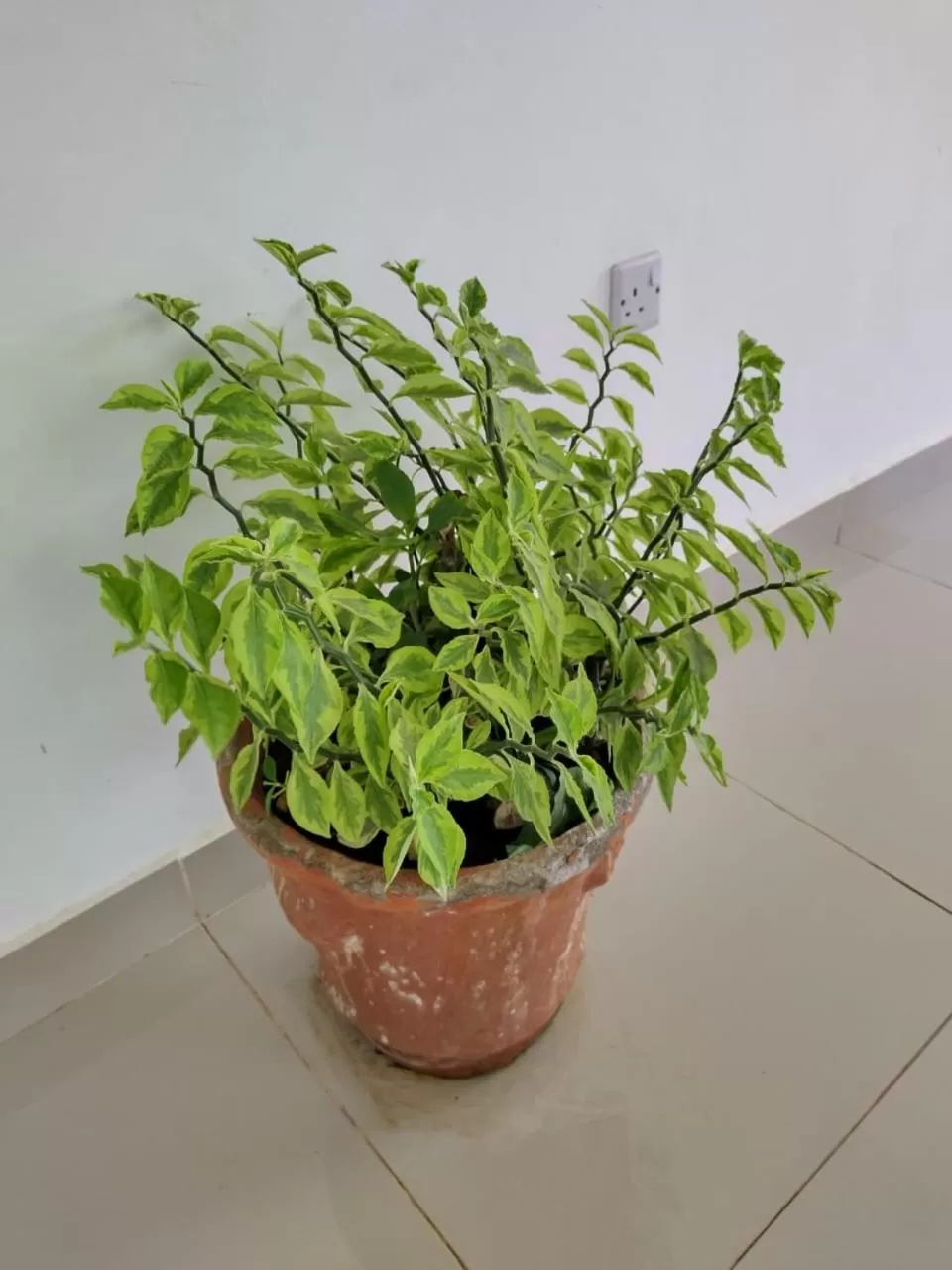 Decorative detail in 6 Park Retreat