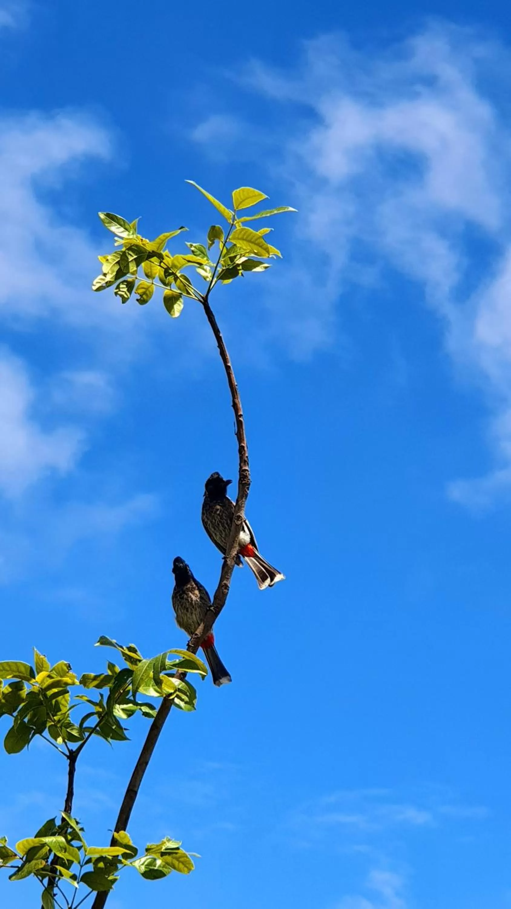Garden in Avadale Masinagudi - Stag Groups Not Allowed
