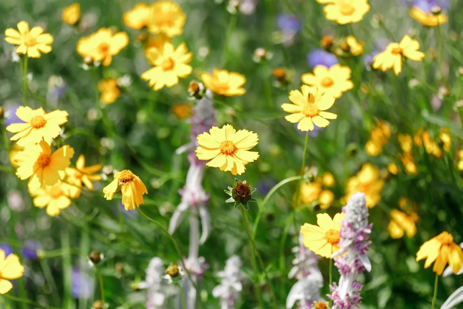 Garden in The Babcock House