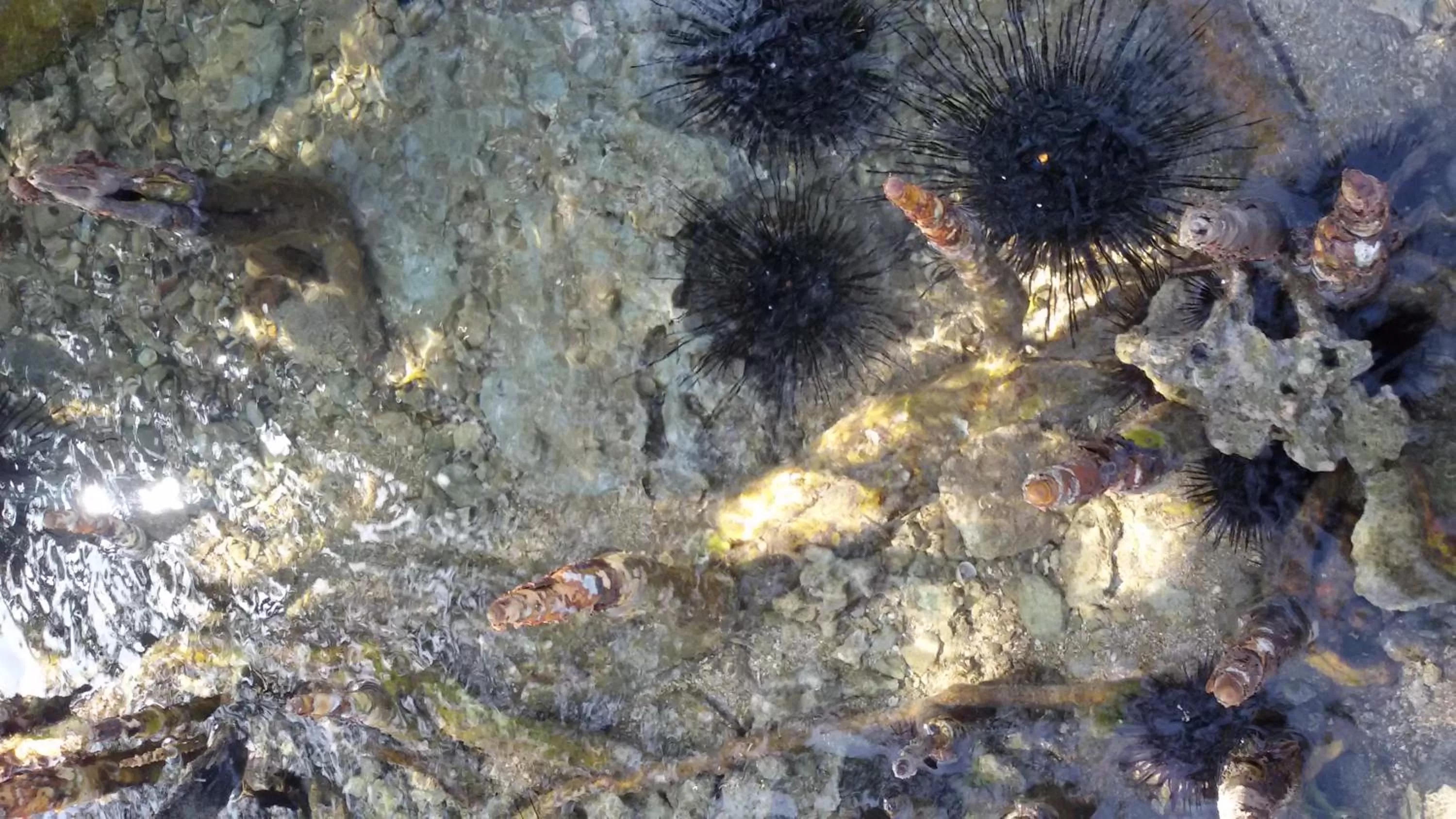 Beach, Other Animals in Bahari Pori Resort