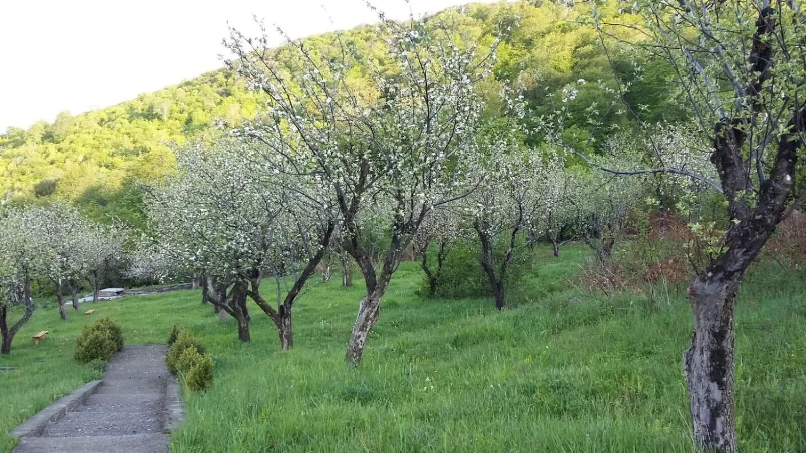 View (from property/room), Garden in Odzun Hotel
