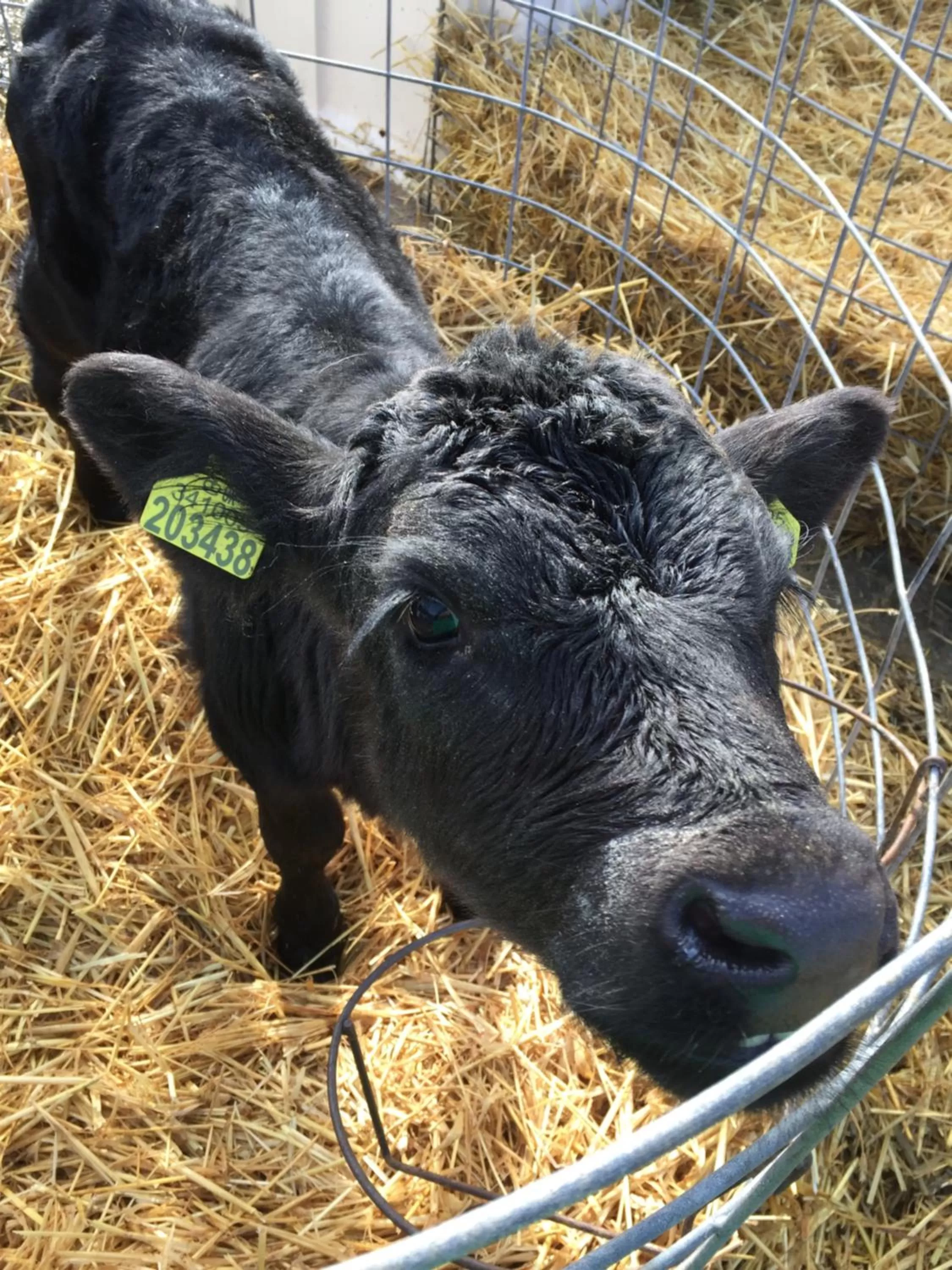 Animals in Church Farm
