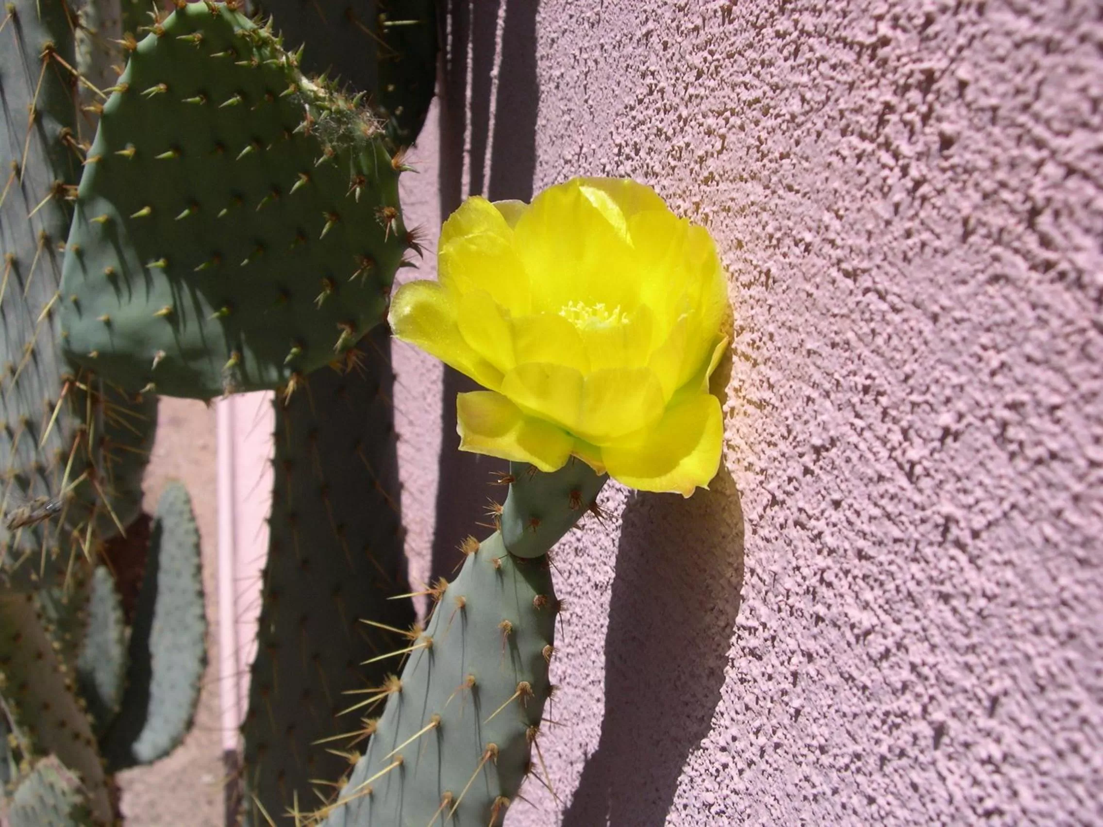 Garden in Adobe Rose Inn