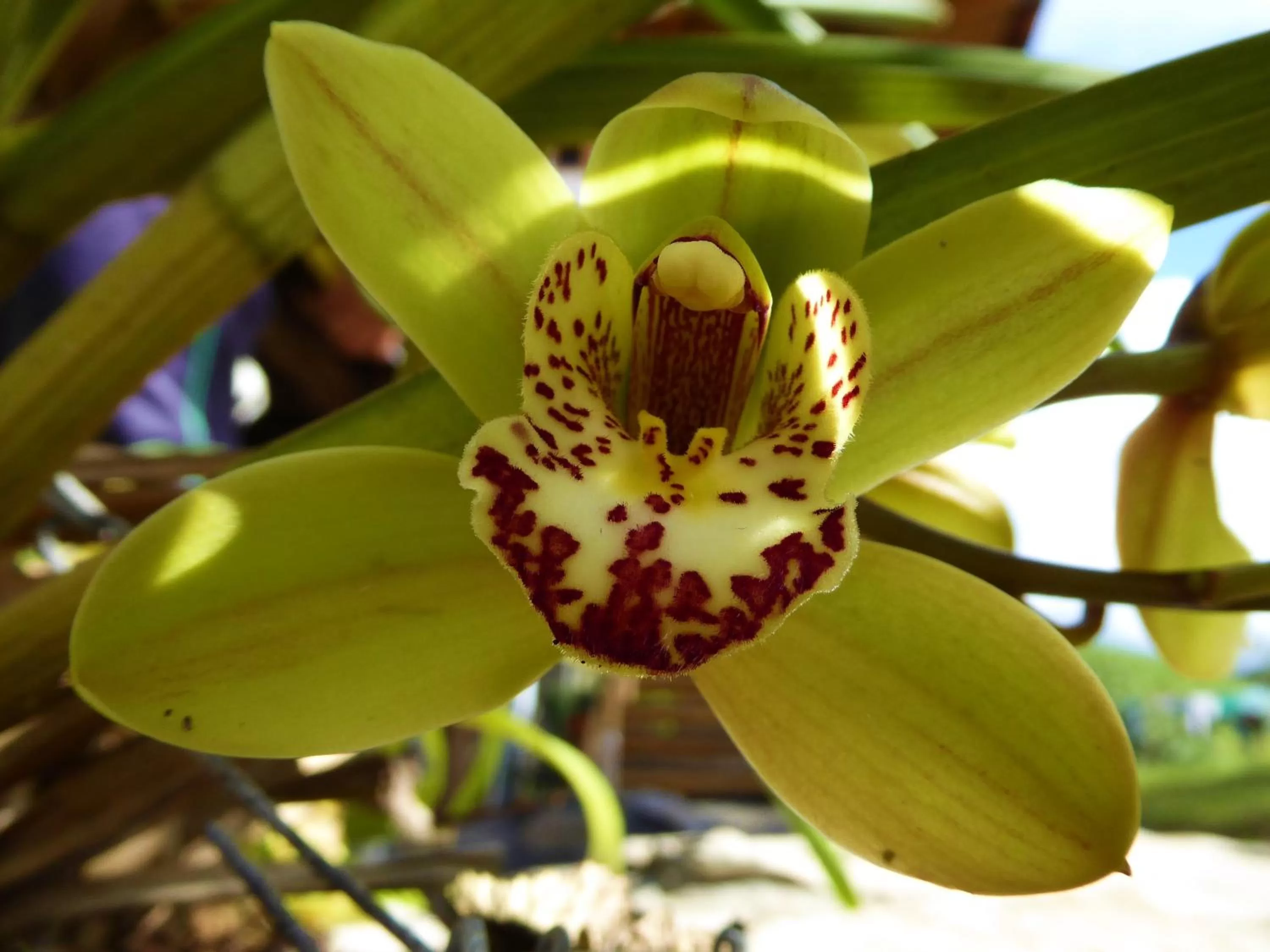 Garden, Food in Finca El Cielo