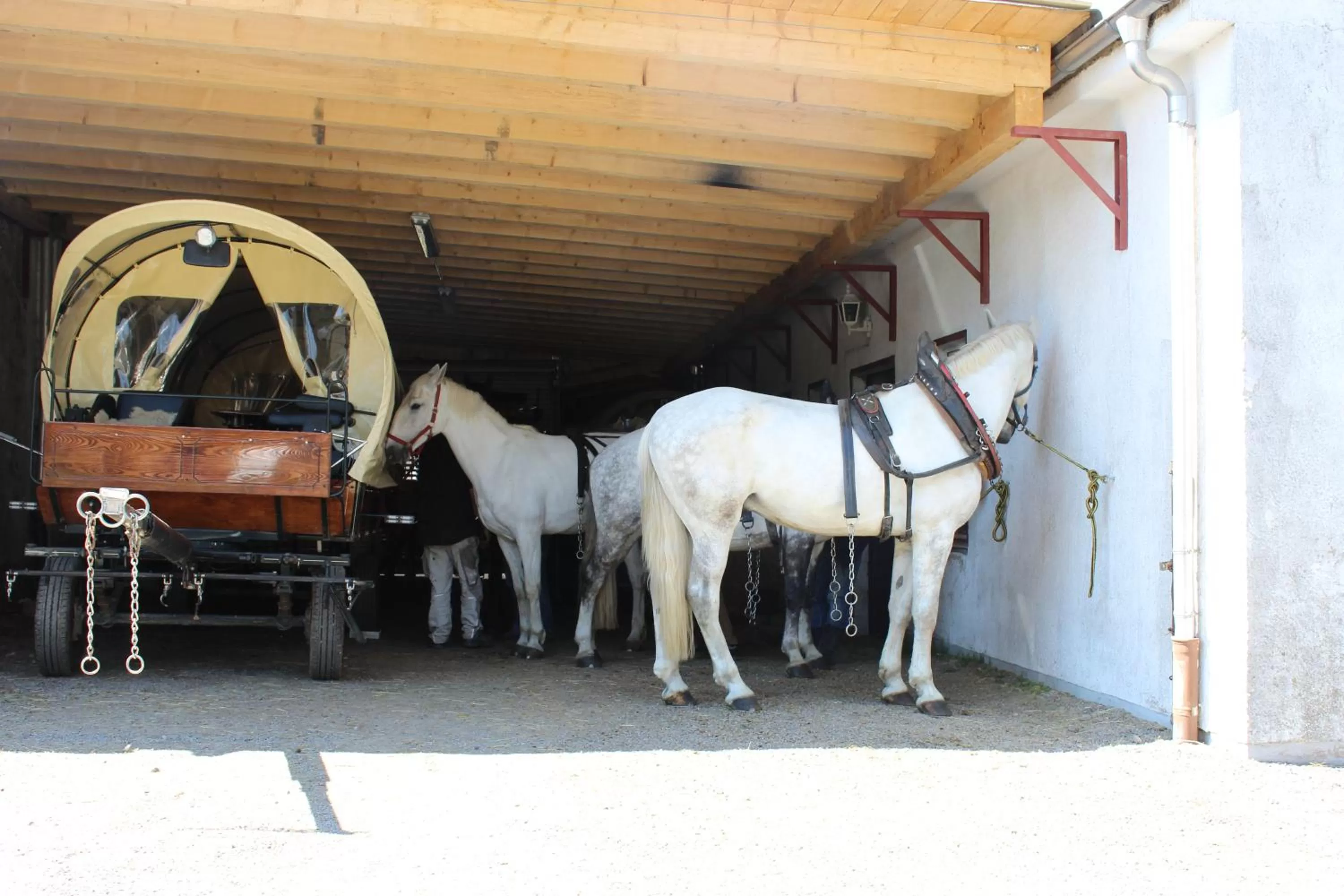 Pets in Waldgasthof Bad Einsiedel
