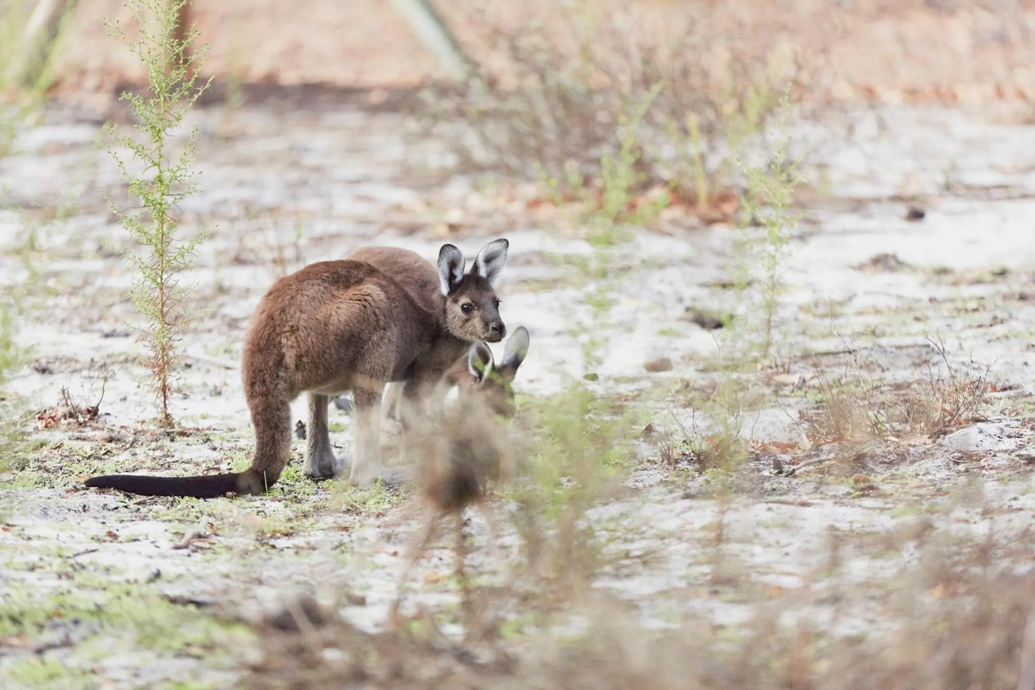 Animals in Eight Willows Retreat