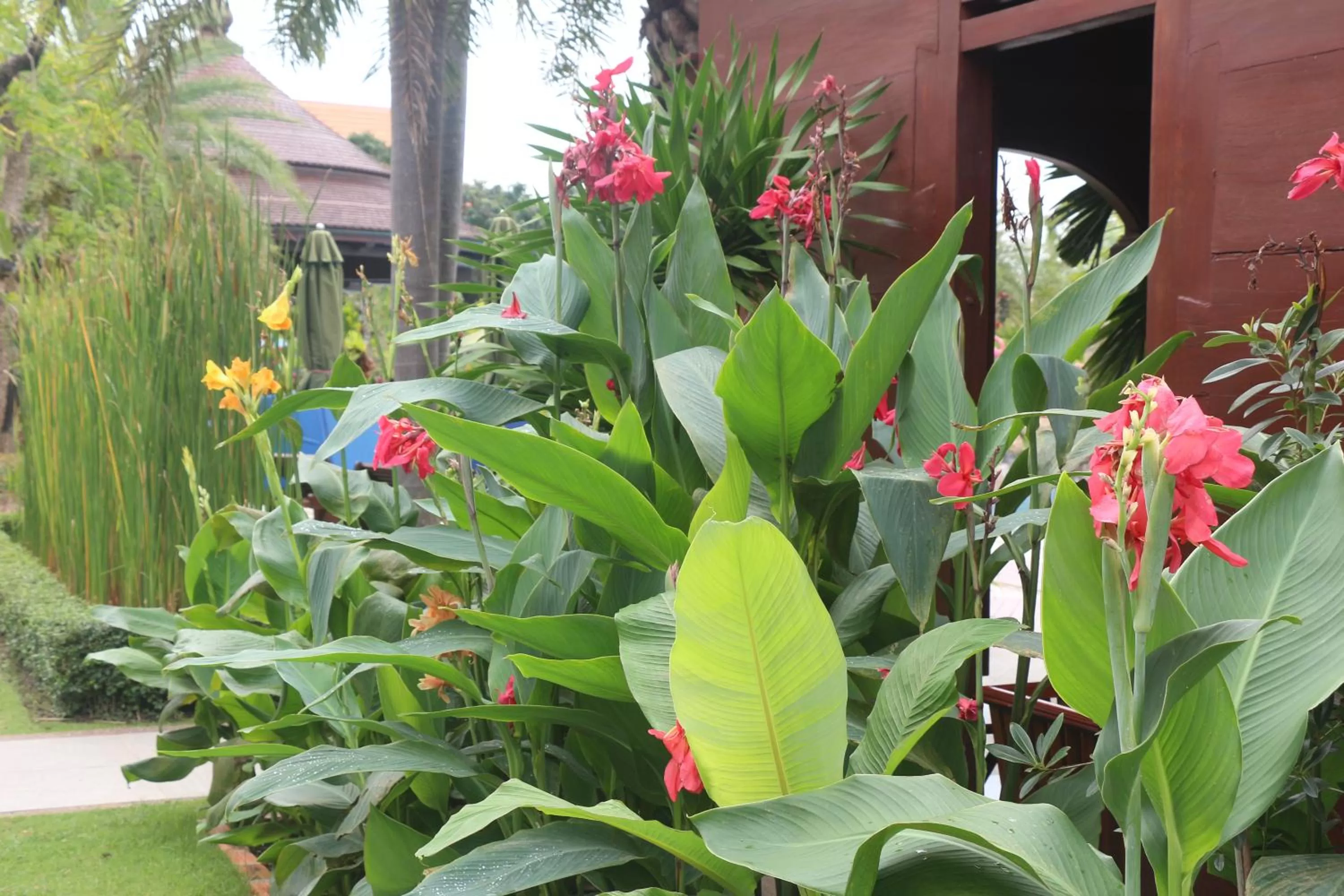 Garden in Try Palace Resort-Kep