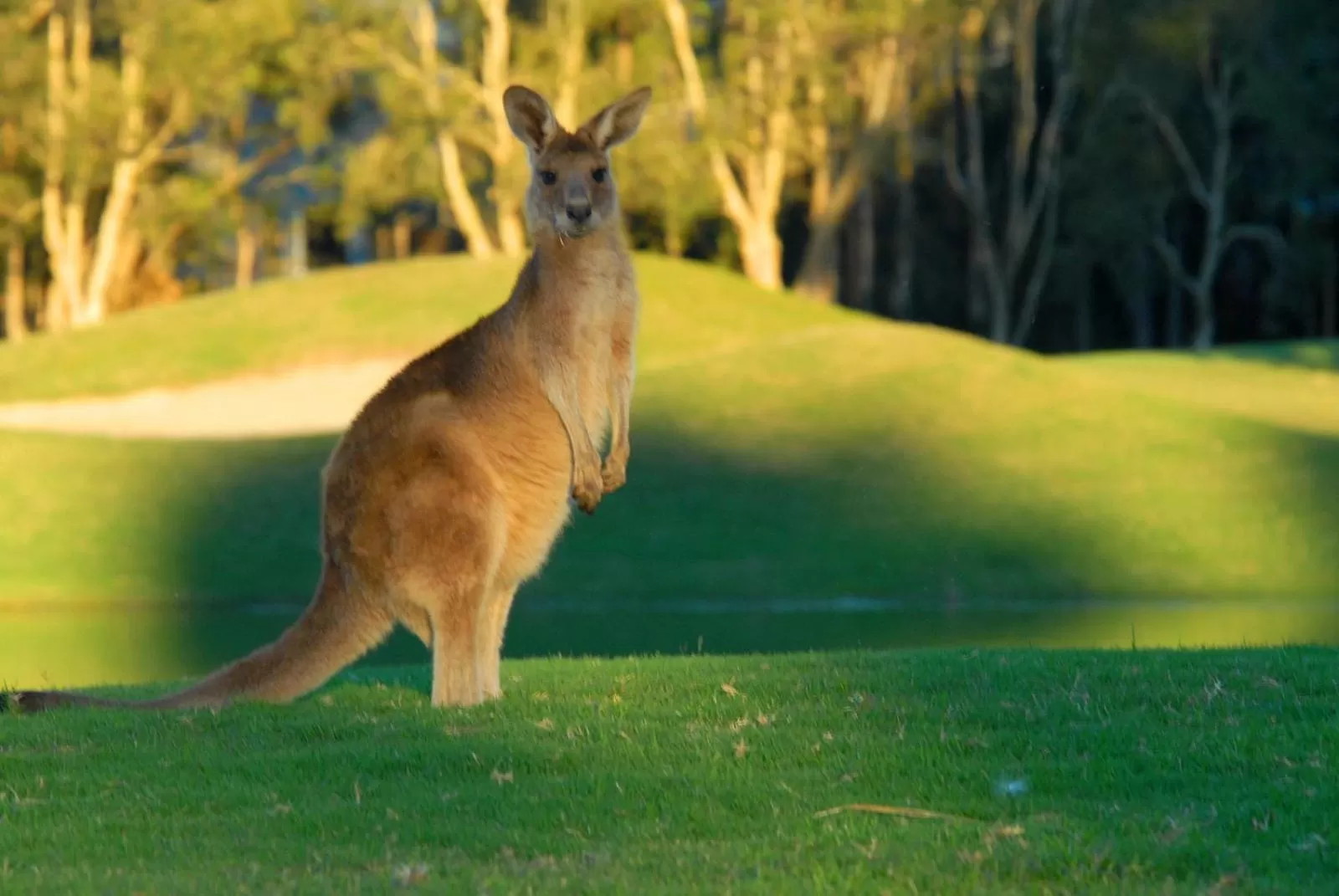 Garden, Other Animals in Magnolia Lane Apartments