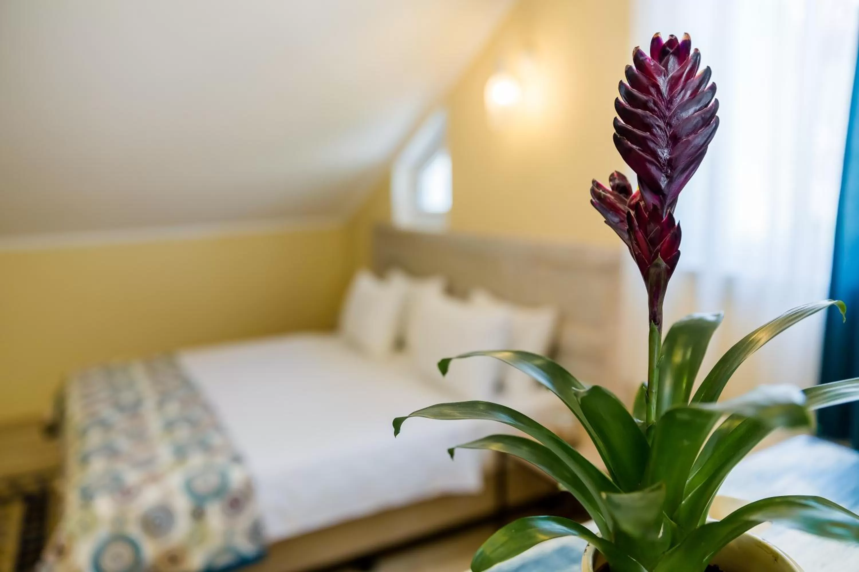 Other, Bed in Gvino Minda