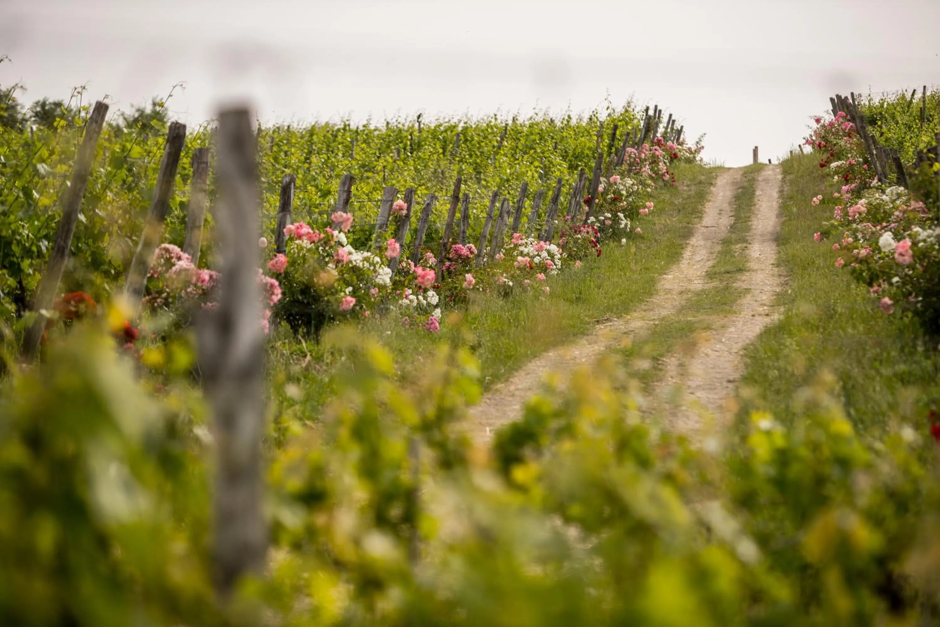 Spring in Roccafiore Wine Resort & Spa