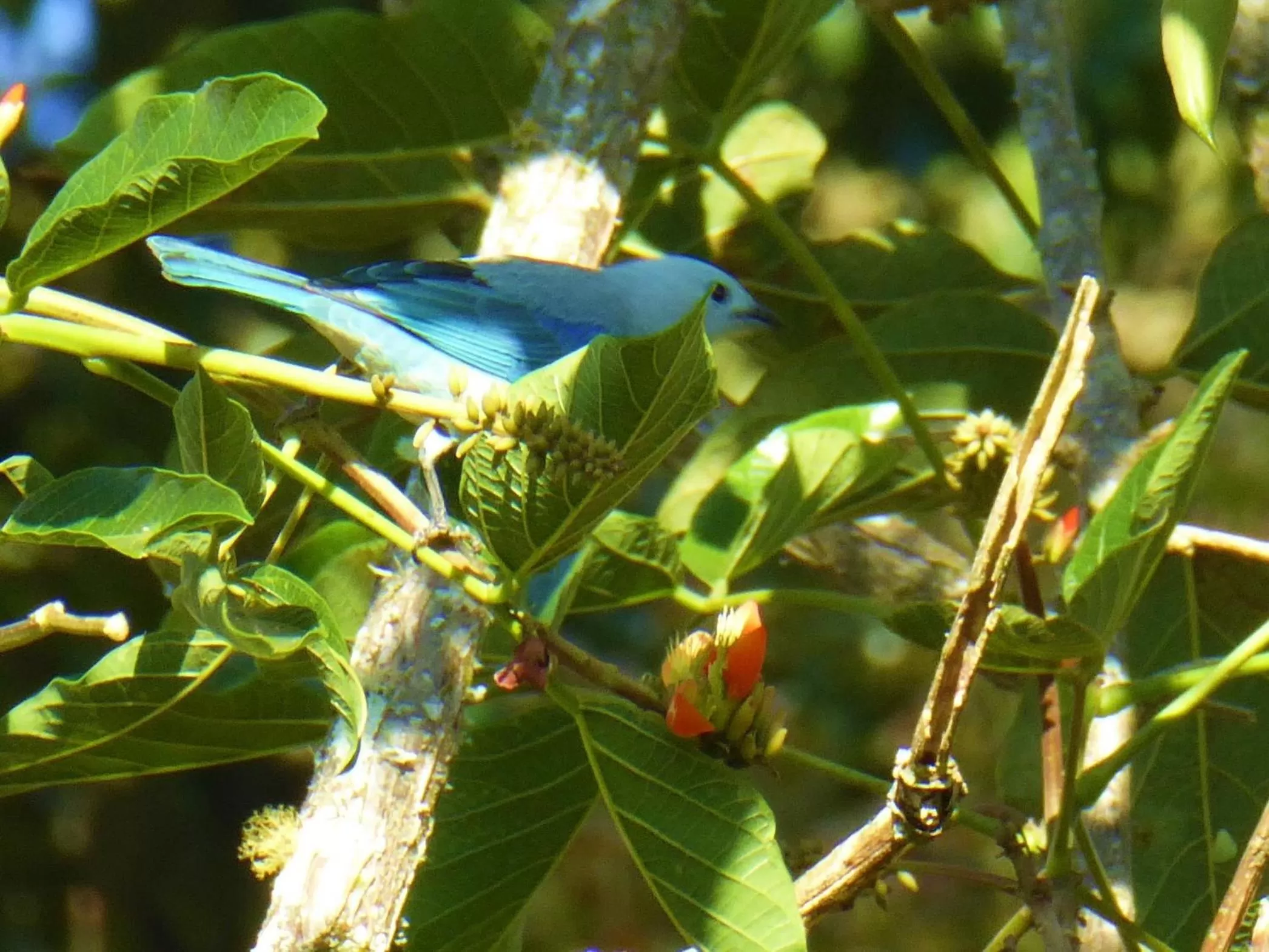 Garden, Other Animals in Finca El Cielo