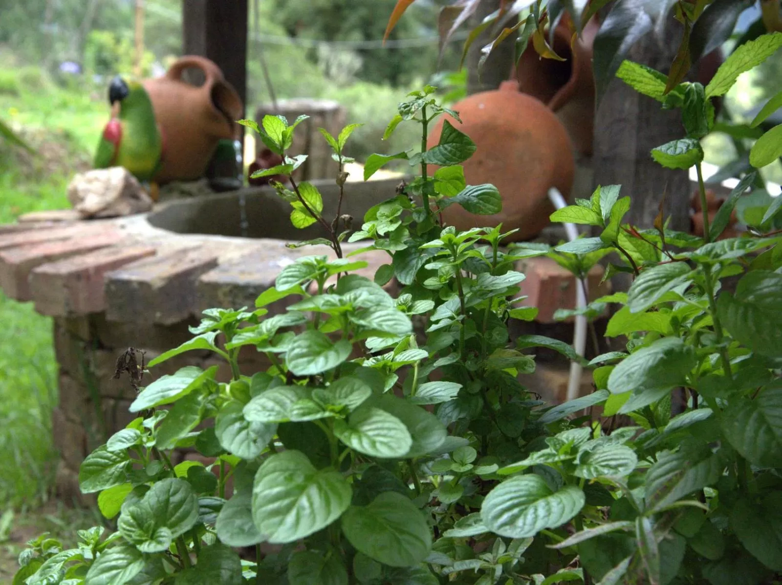 Garden, Other Animals in El Pedregal Sopó