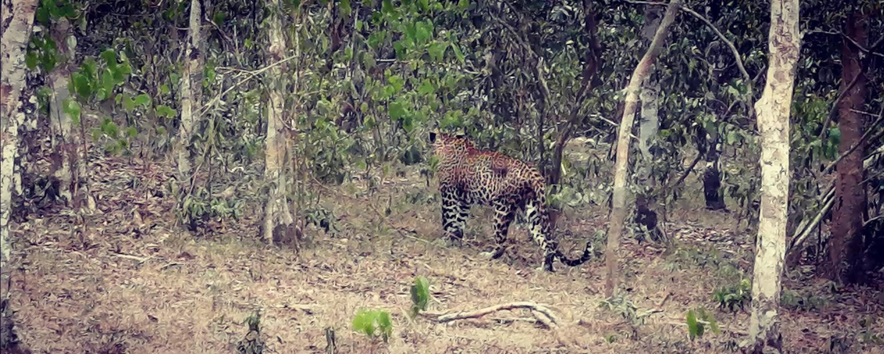 Other Animals in Green Cottage