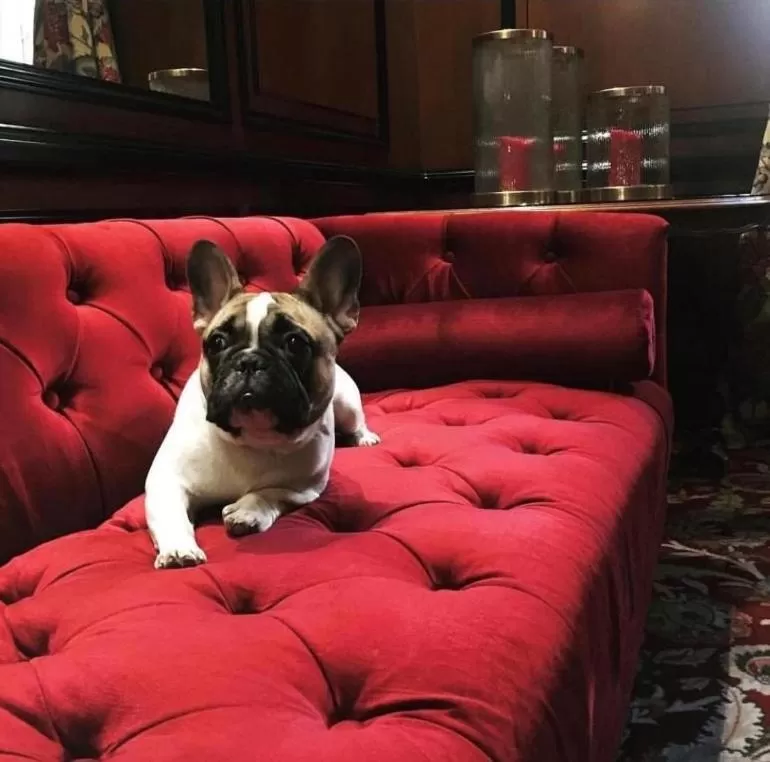 Pets in NARUTIS Hotel - Small Luxury Hotels of The World