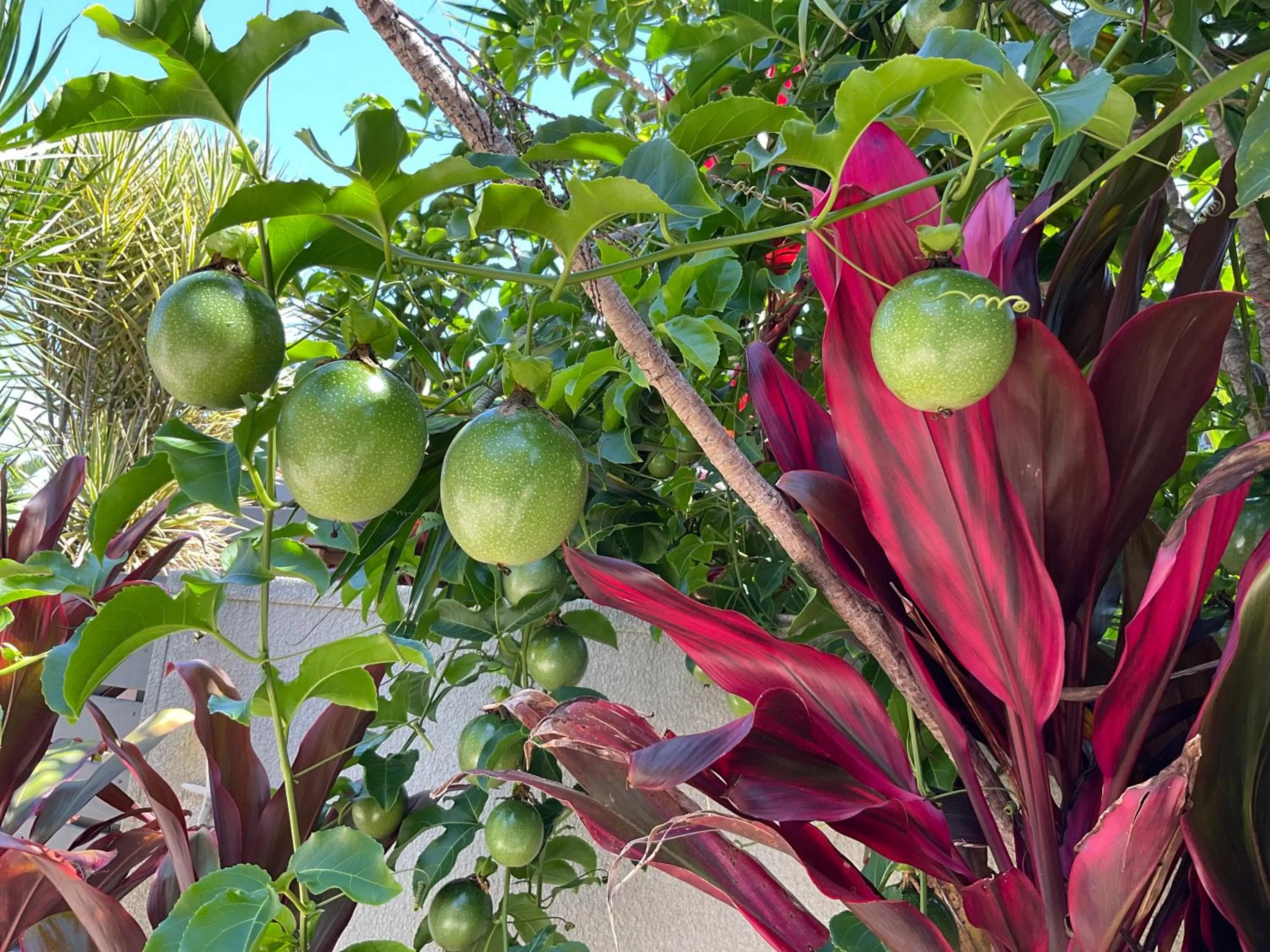 Private Suite Nautilus Beach Front Resort