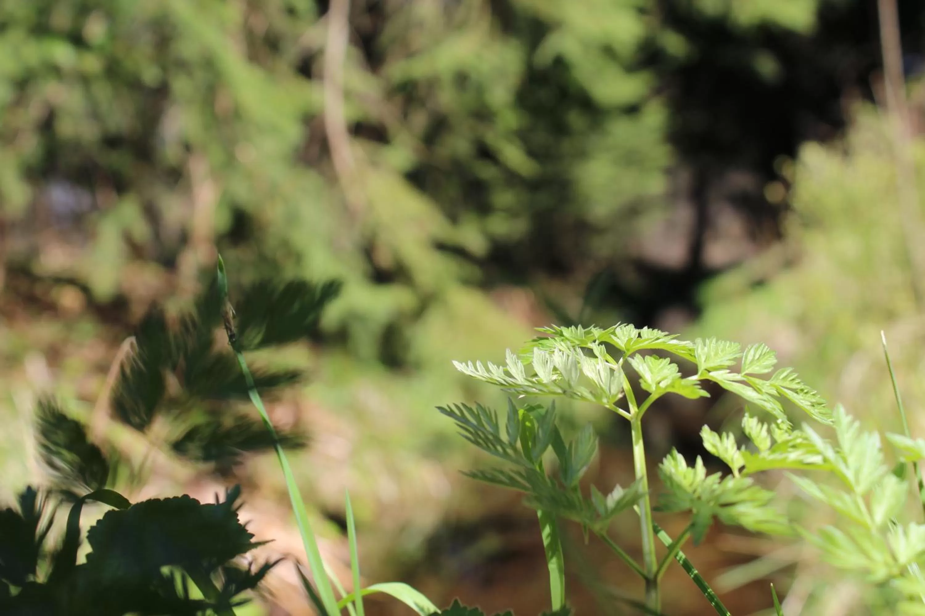 Natural landscape in Waldgasthof Bad Einsiedel