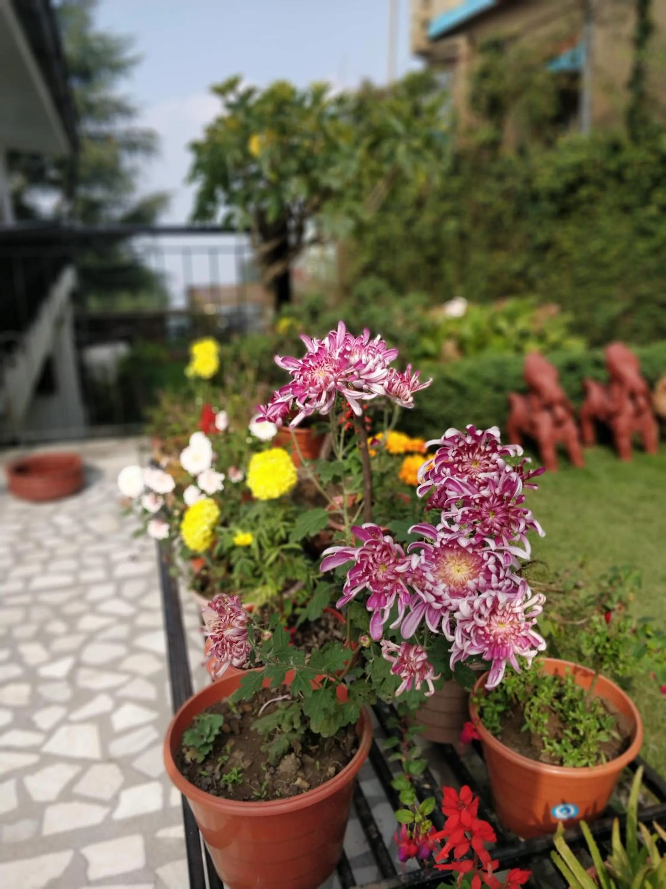 Patio in Hotel SunGrace