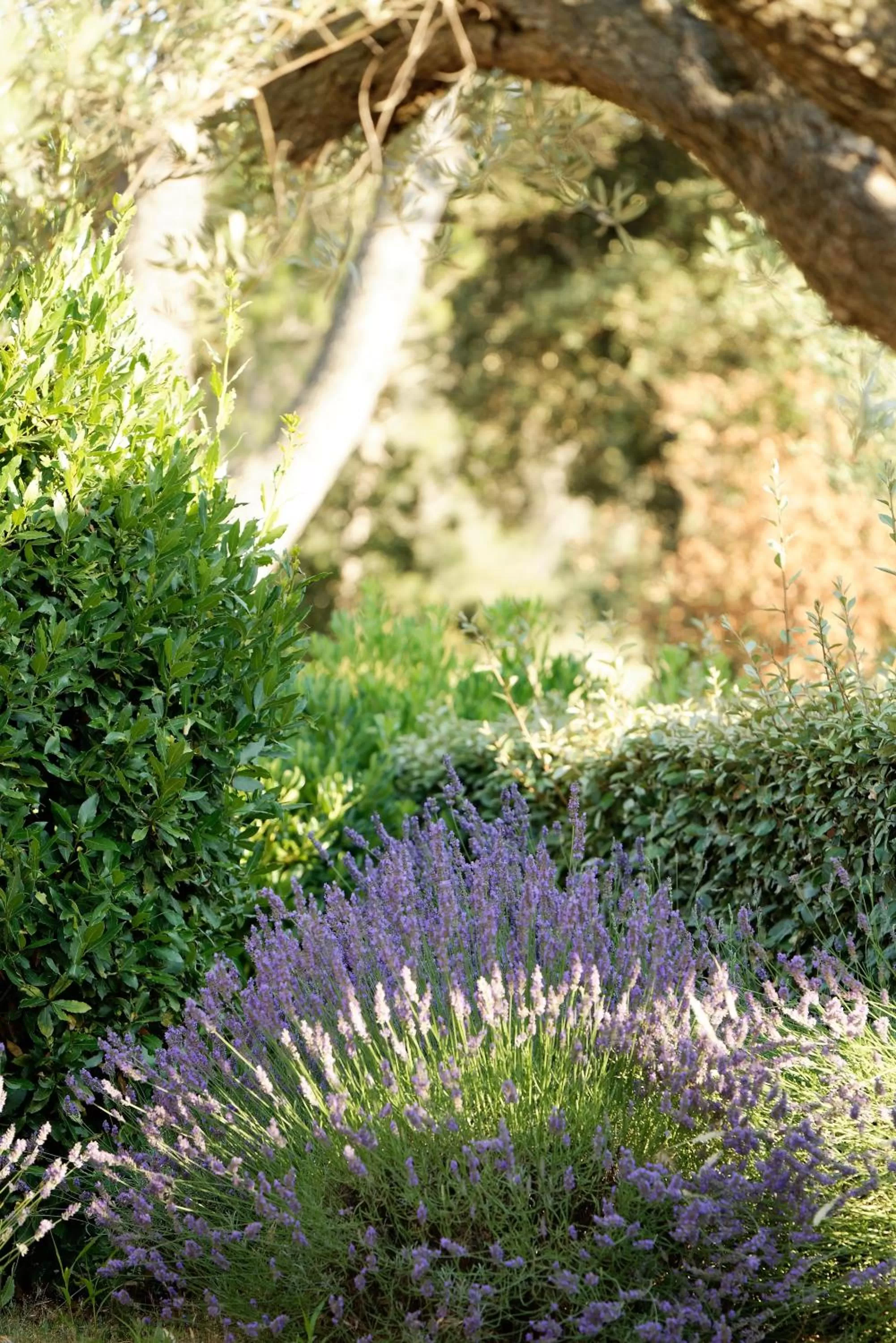 Garden in Domaine la Pierre Blanche