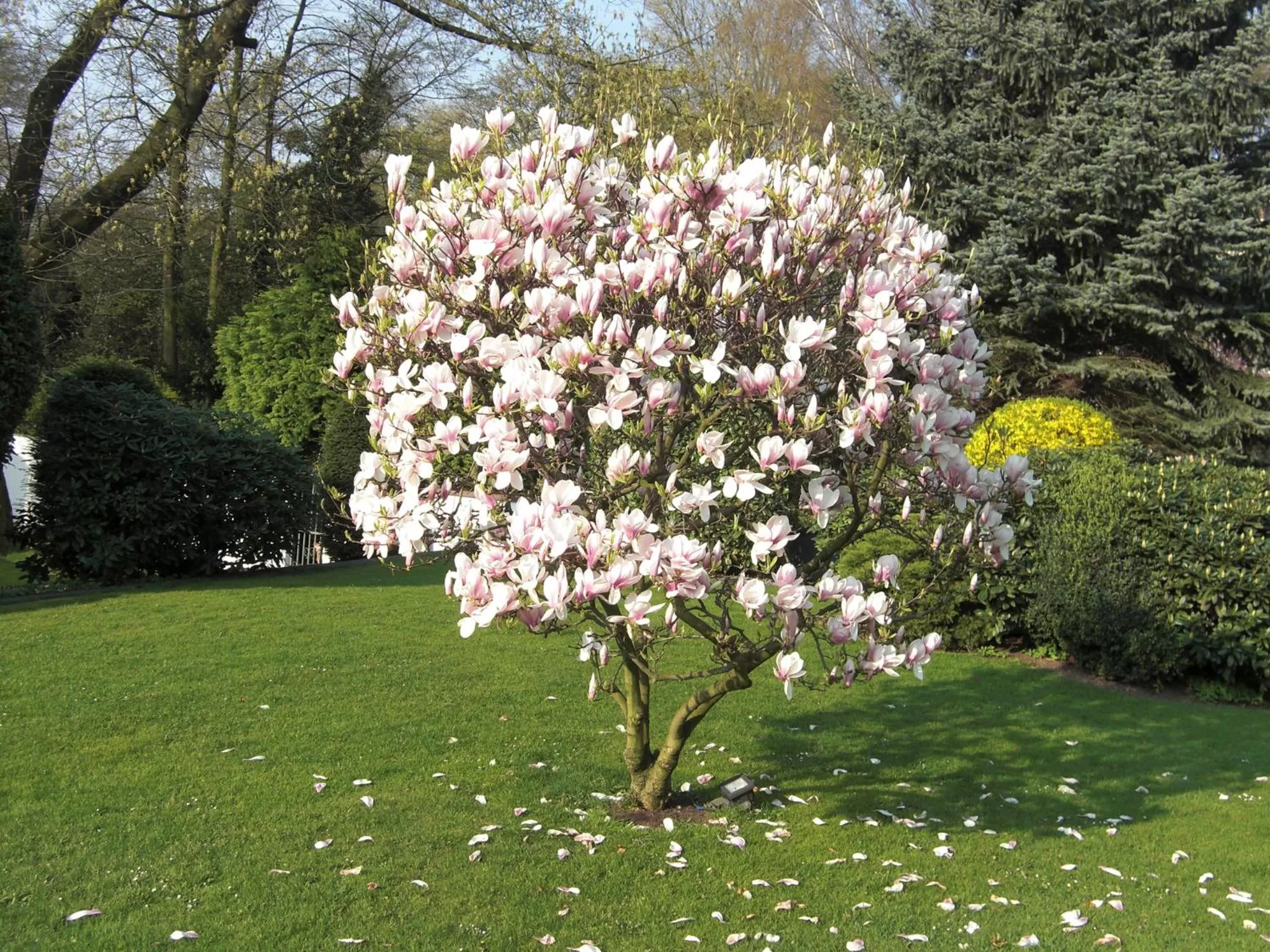 Garden in Hotel Haus am Zoo