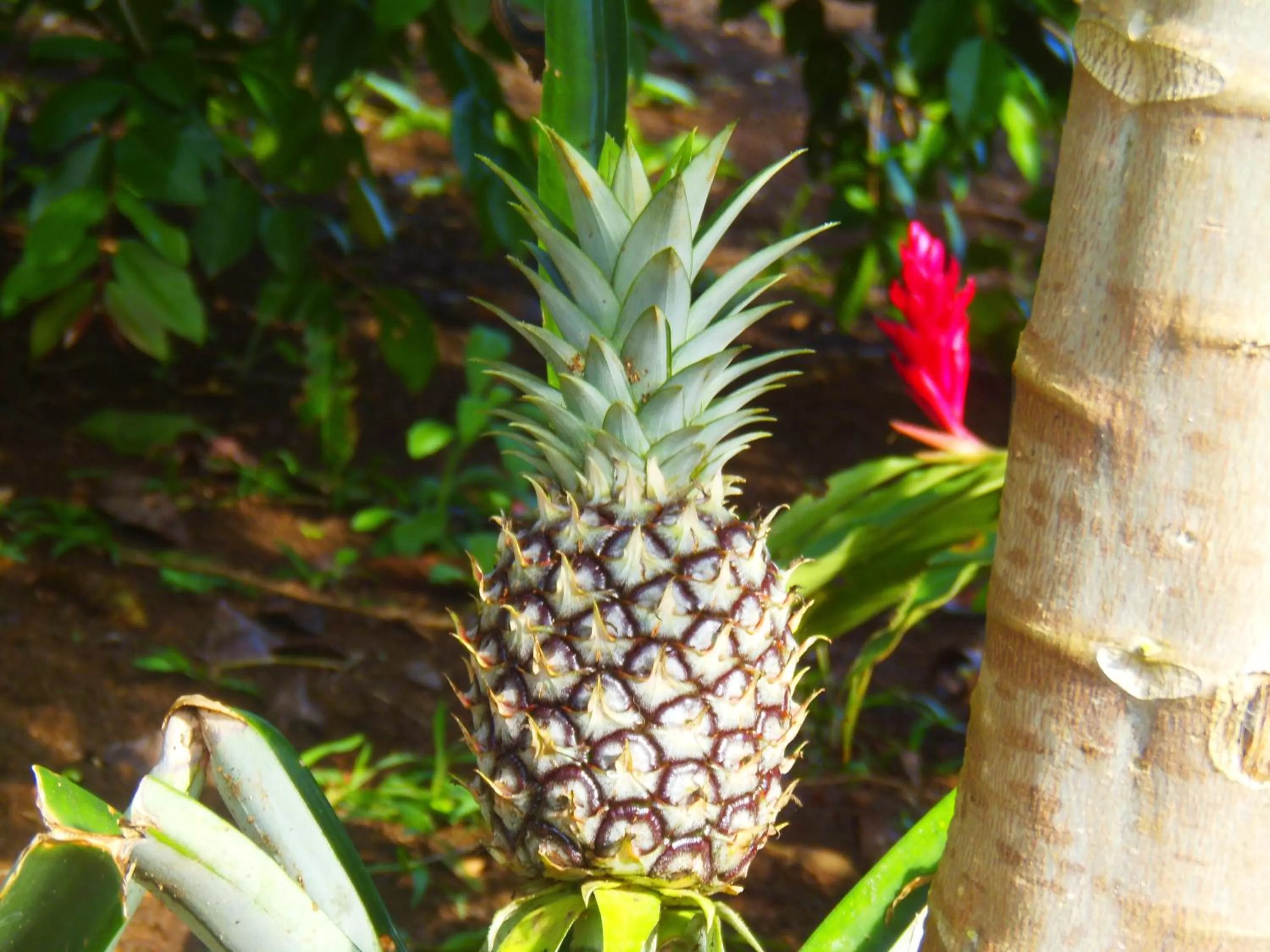 Garden in Hotel Heliconias Nature Inn & Hot Springs