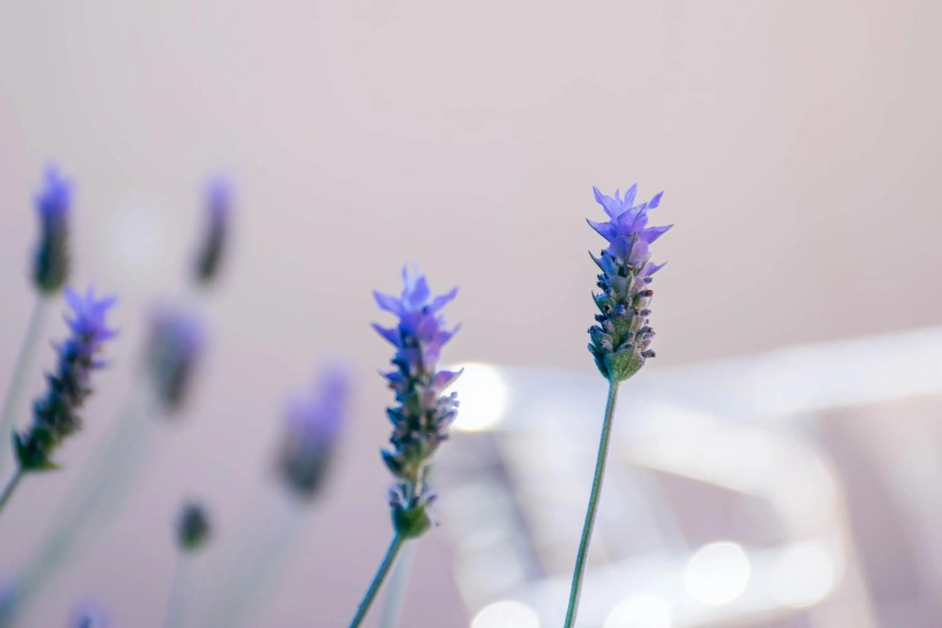 Decorative detail in Hotel Casa Santamaría