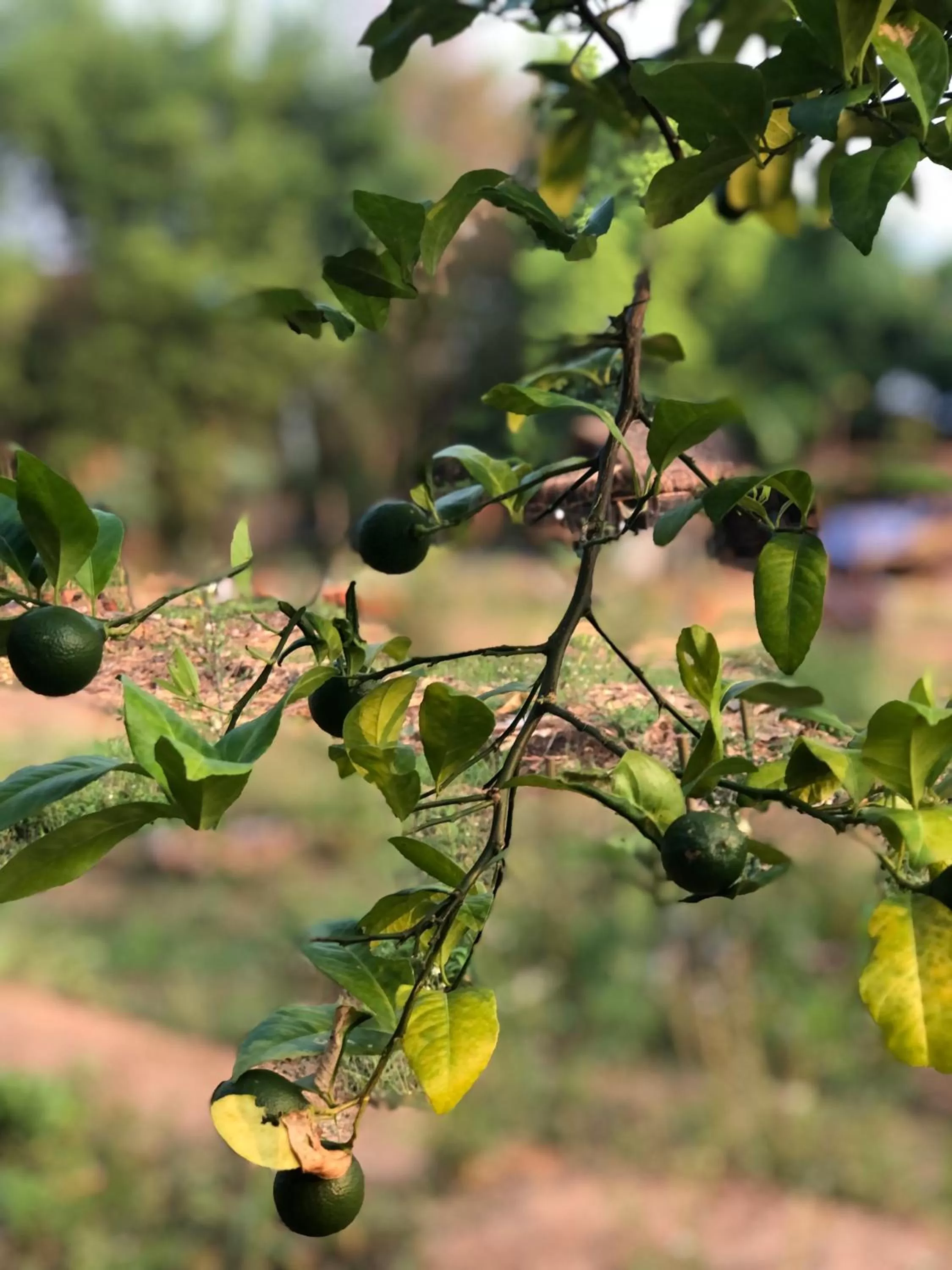Garden in Pura Vida Pai Resort