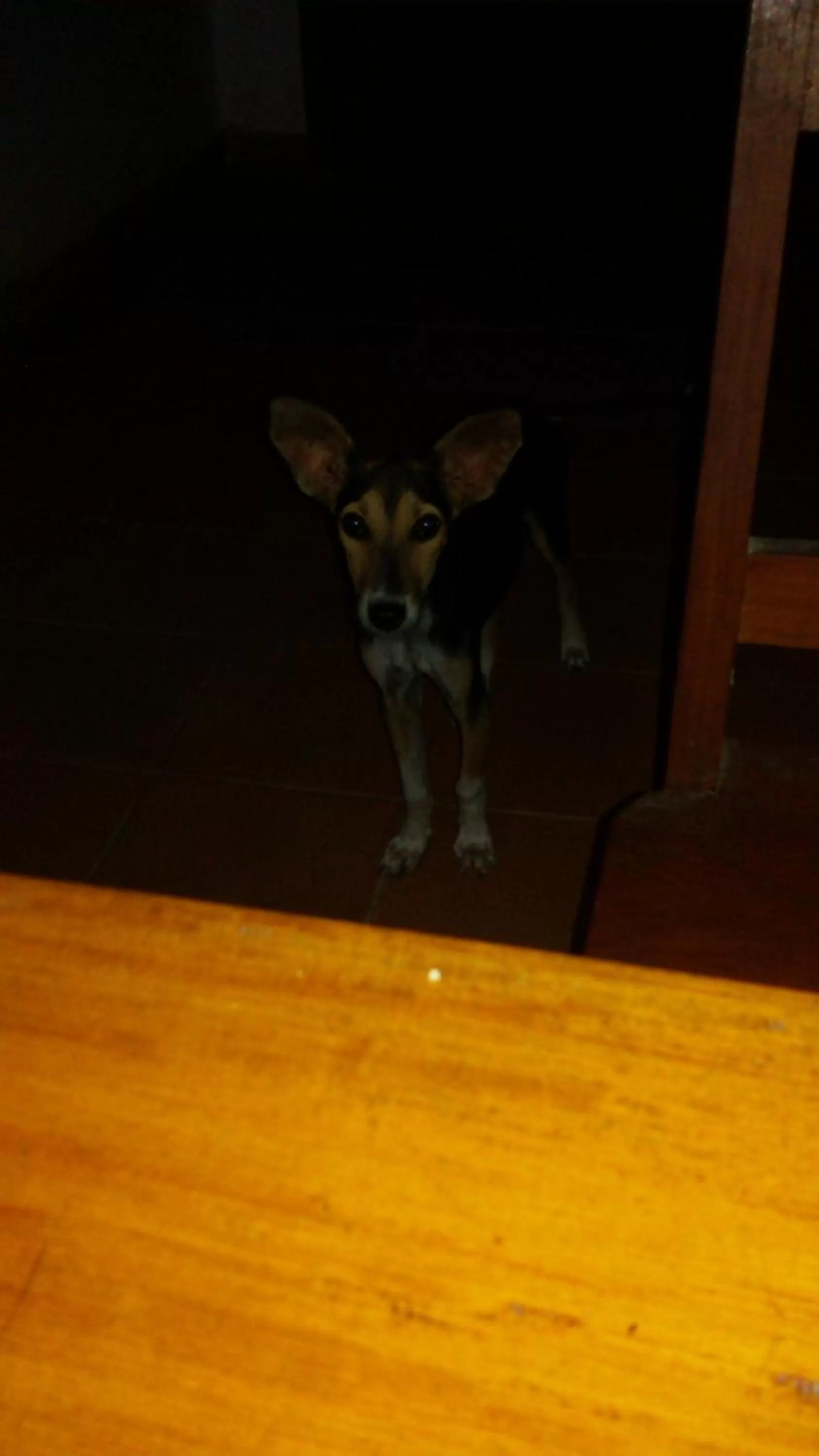 Staff, Pets in Bahari Pori Resort