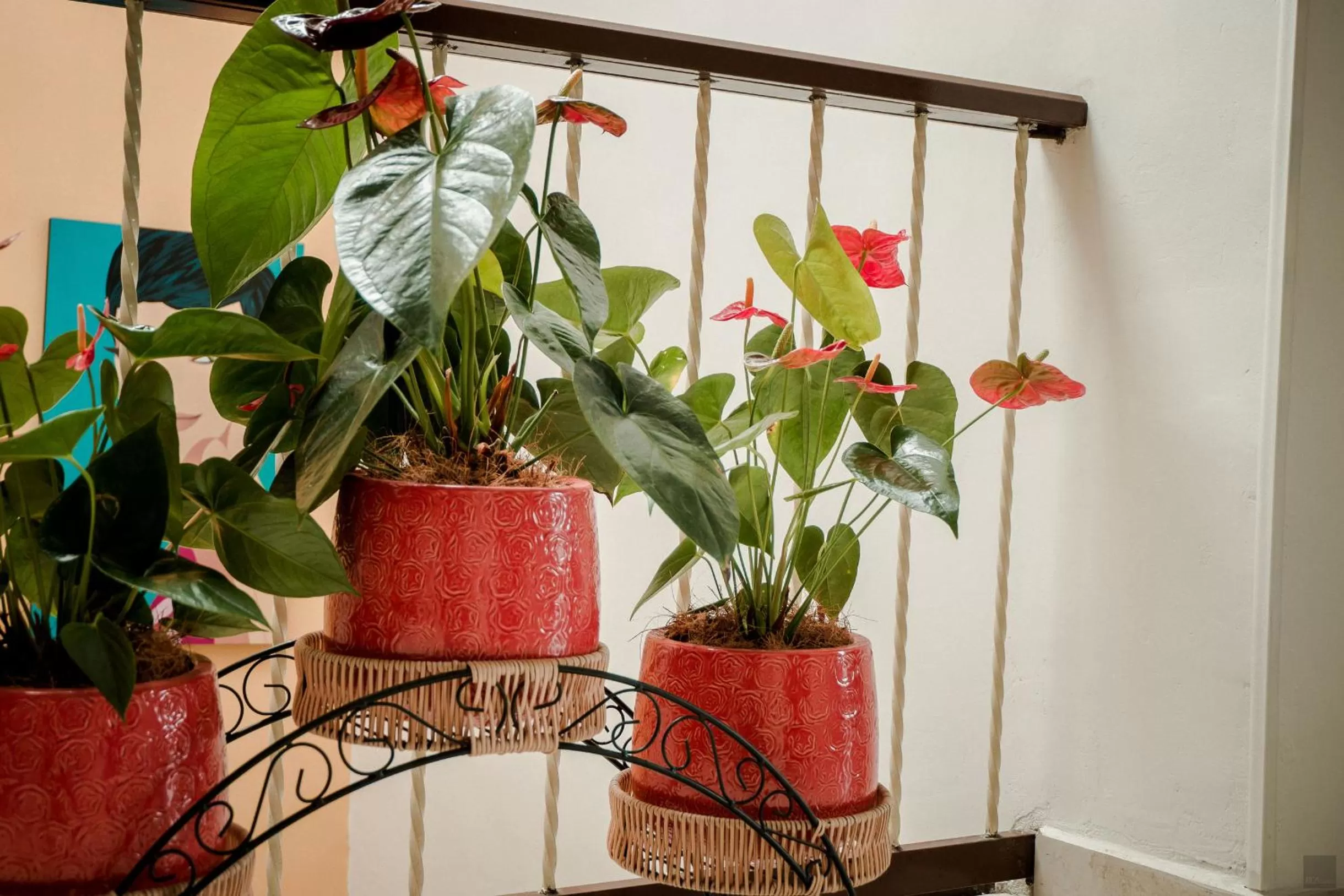 Area and facilities in Casa Borbon