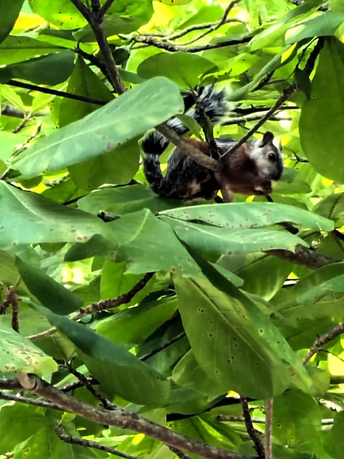 Patio, Other Animals in Hotel Catappa