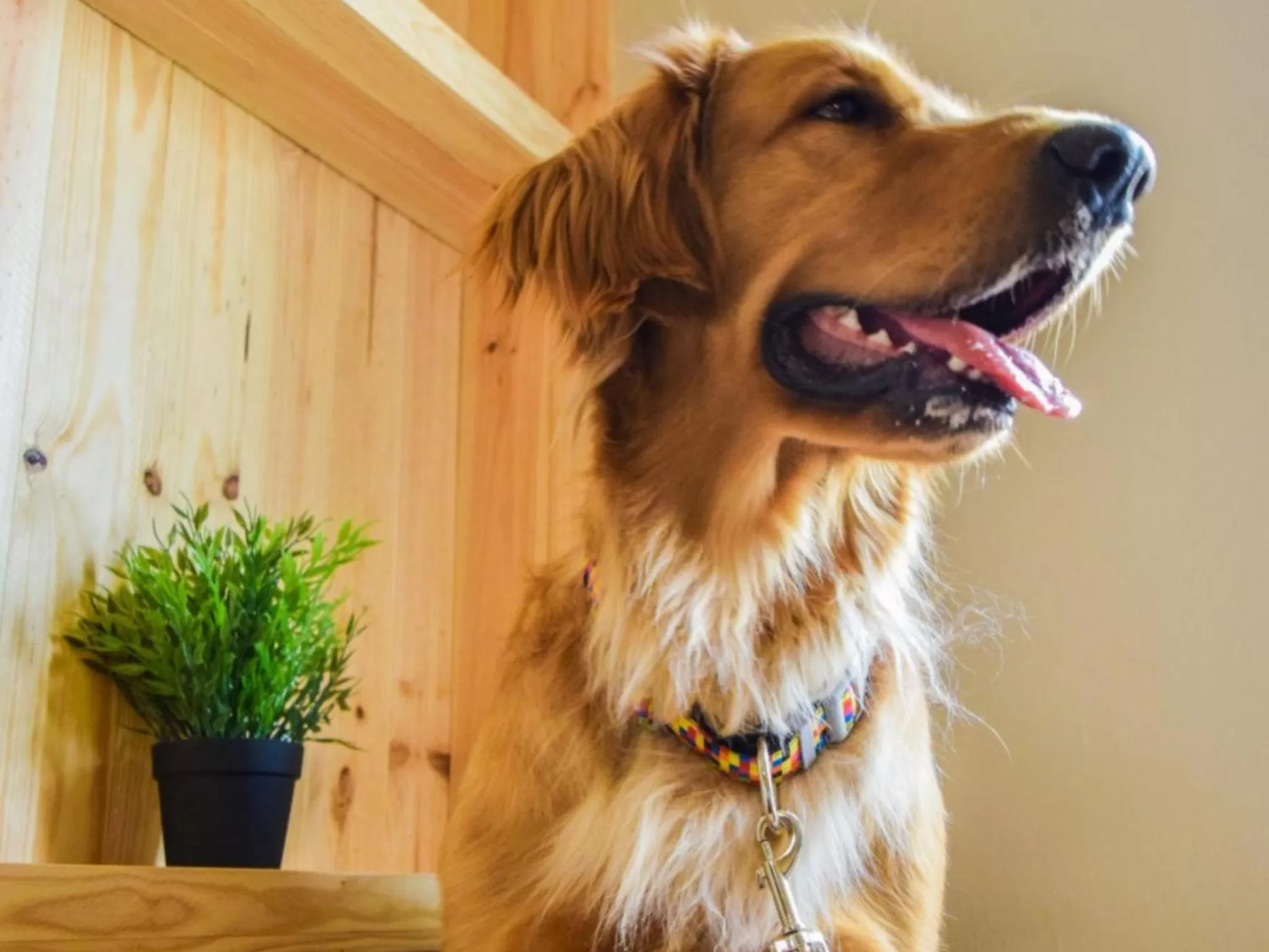 Animals in Hotel San Miguel