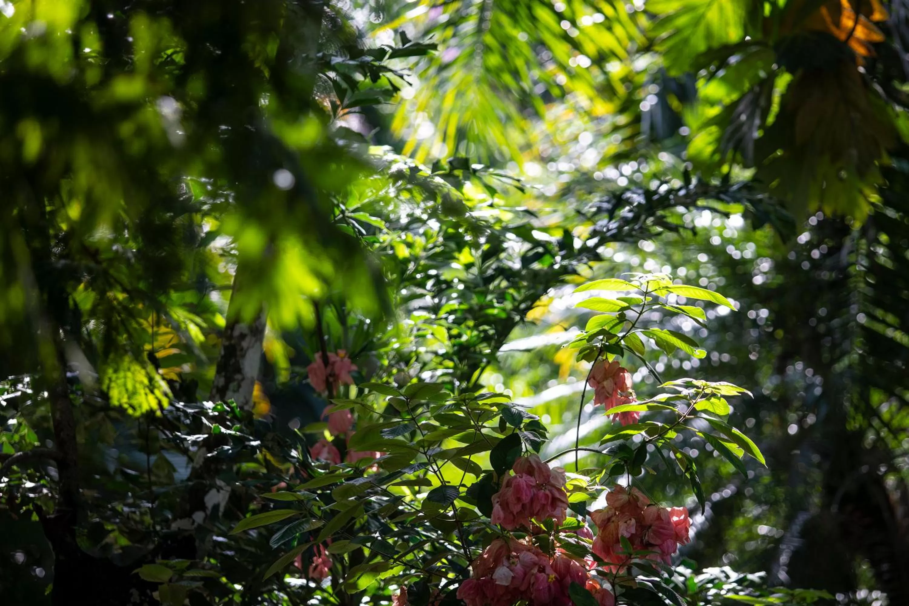 Natural landscape in Pumilio Mountain & Ocean Hotel