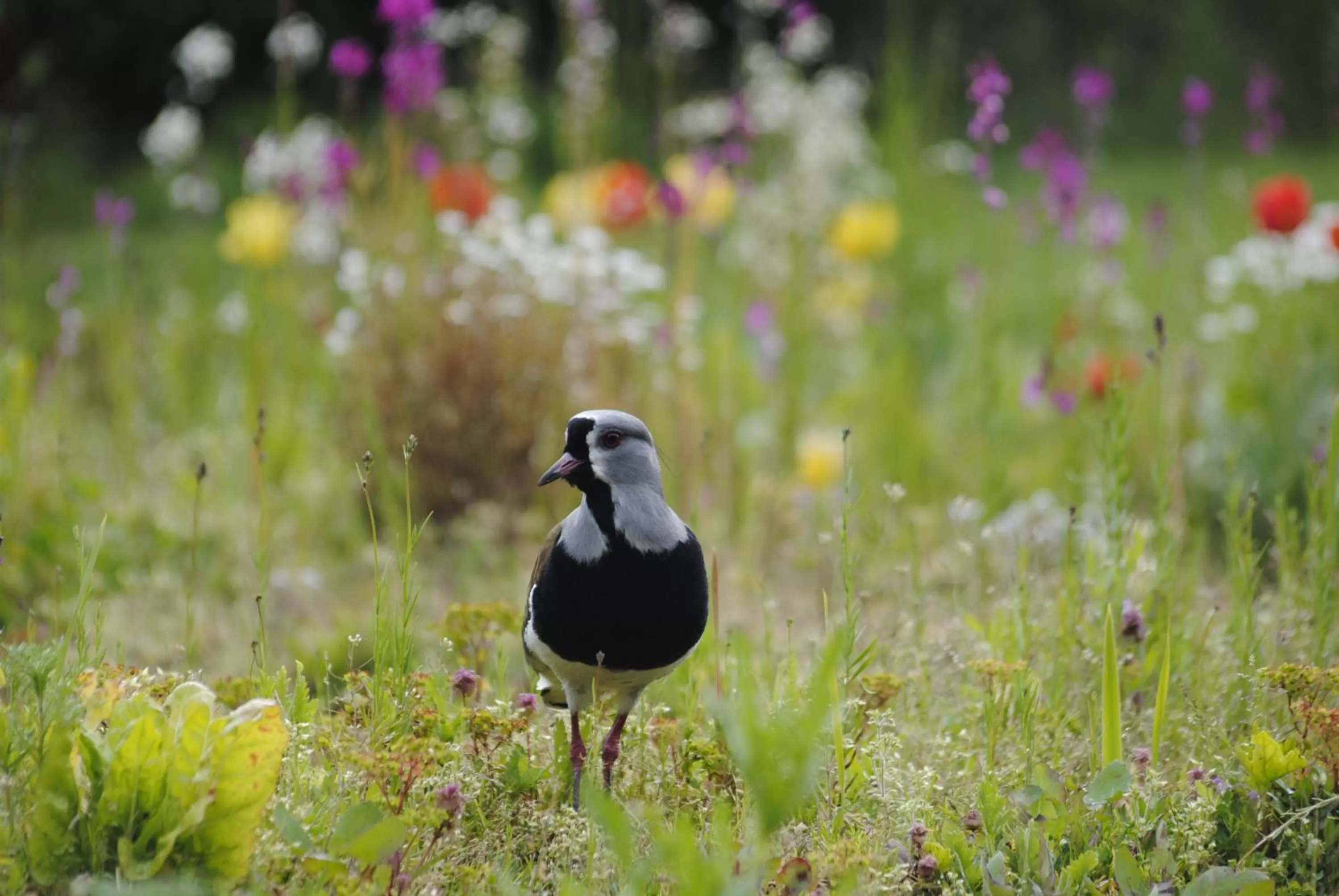 Garden in Hotel Boutique Casa Werner