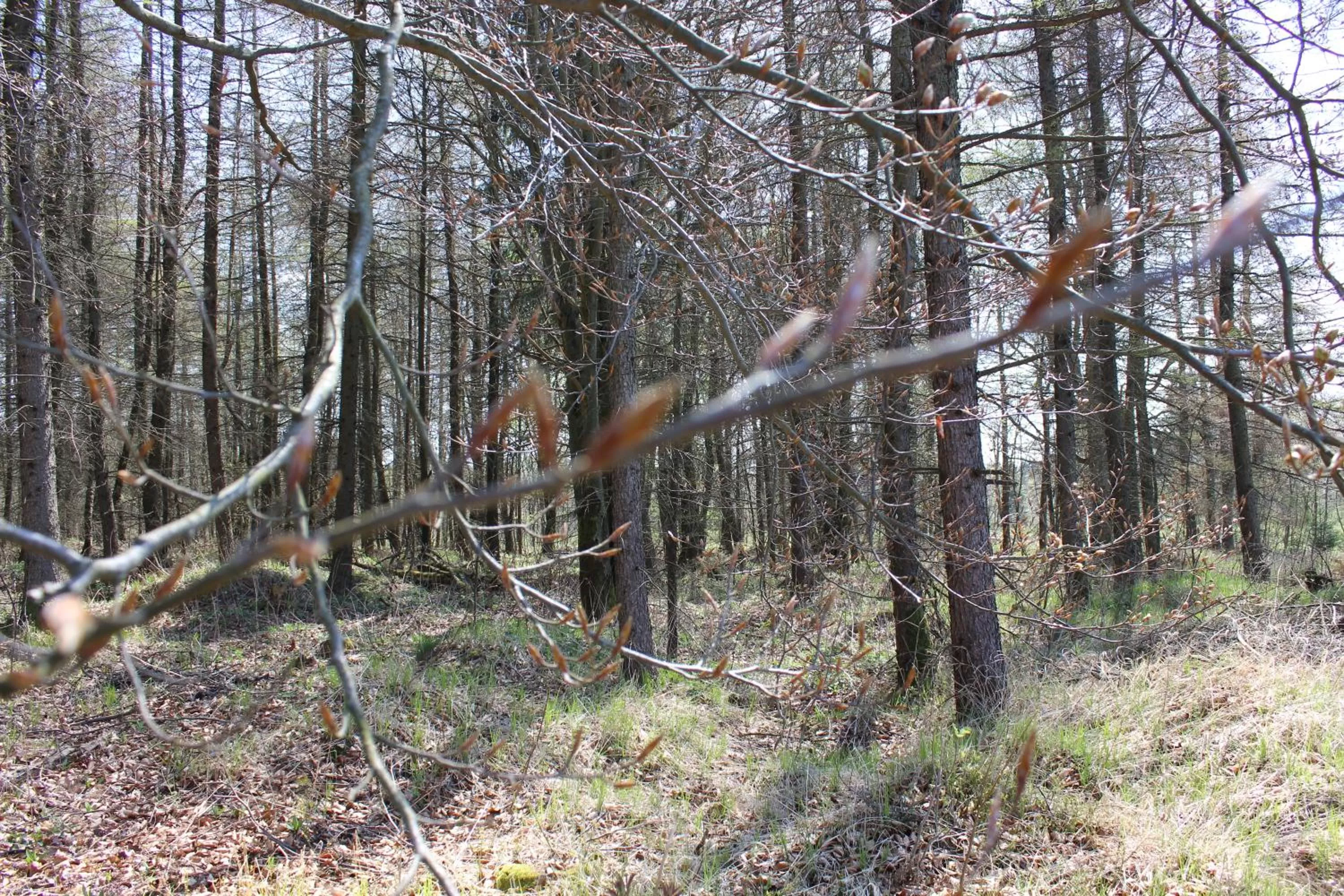 Garden, Natural Landscape in Waldgasthof Bad Einsiedel