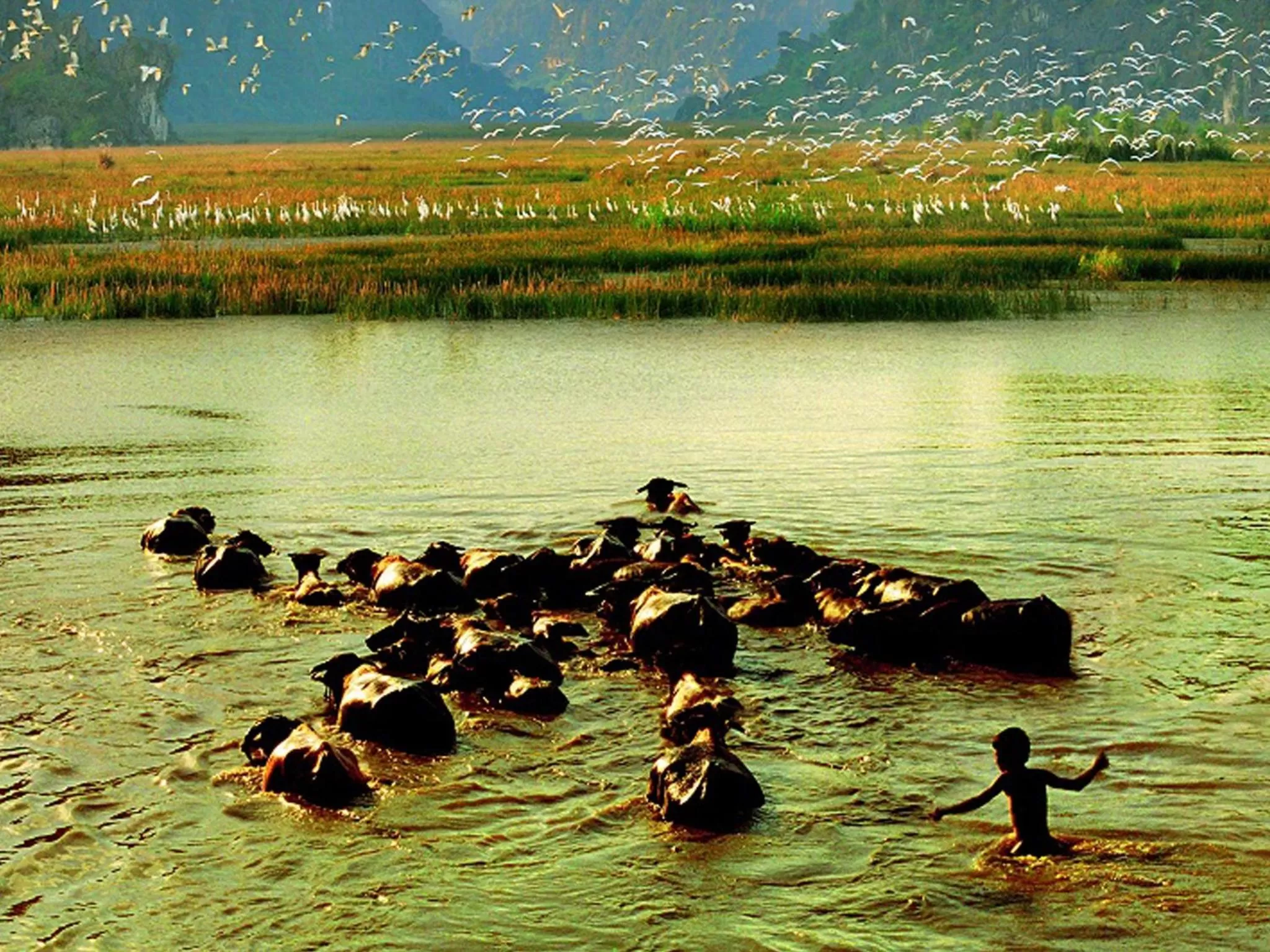 Animals in Emeralda Resort Ninh Binh