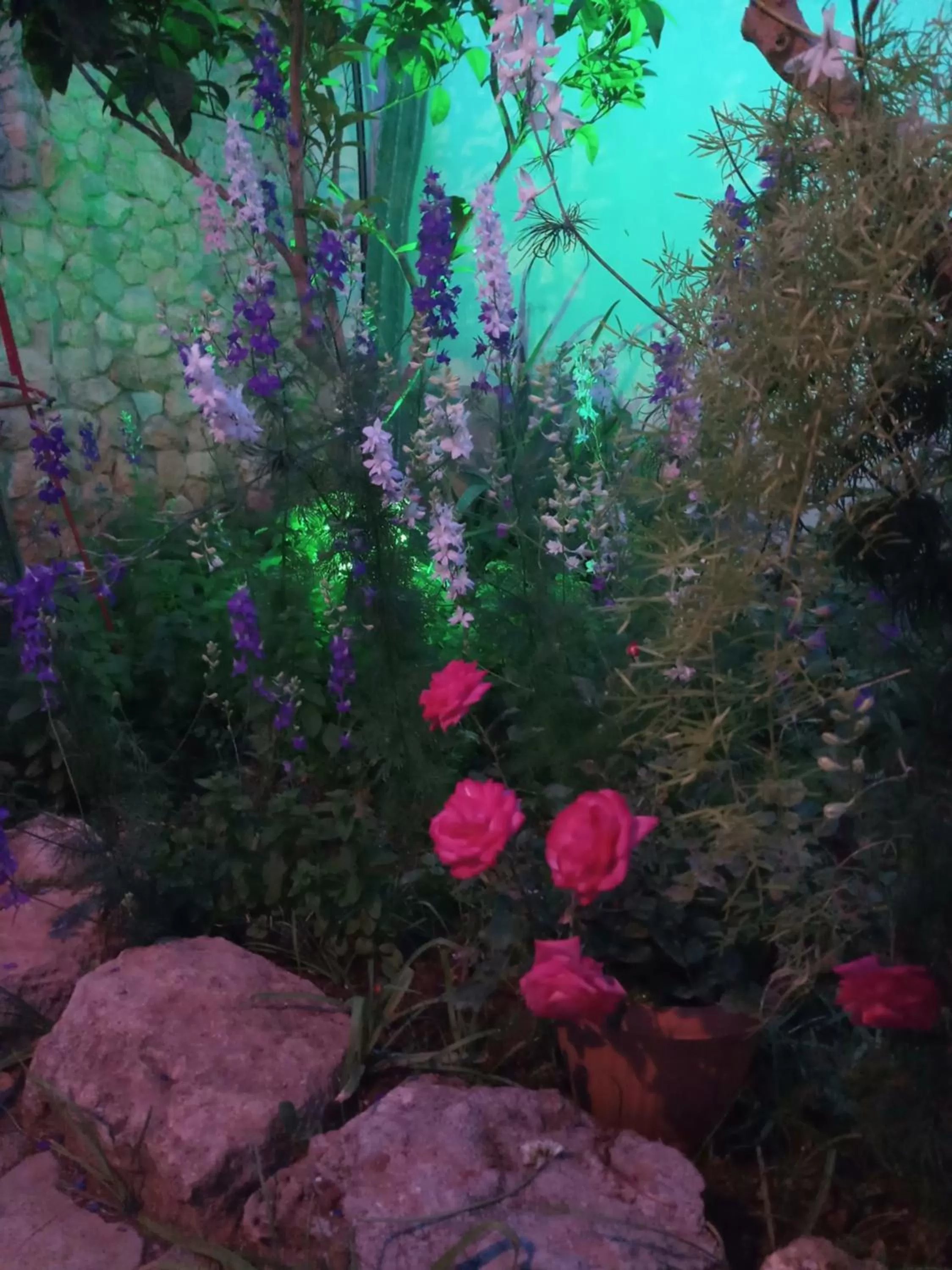 Garden in Mystery Garden Guest House