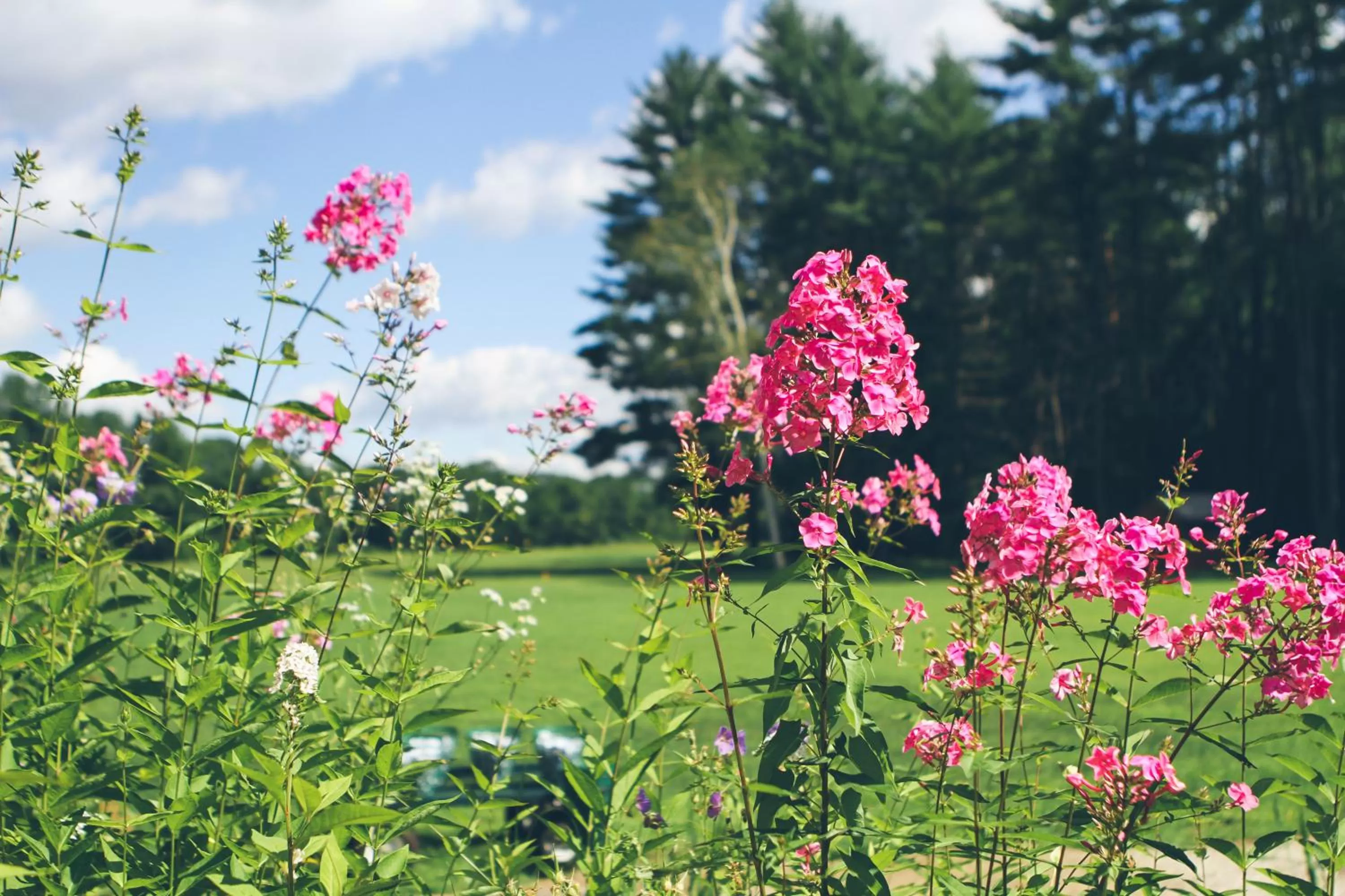 Garden view in Old Saco Inn