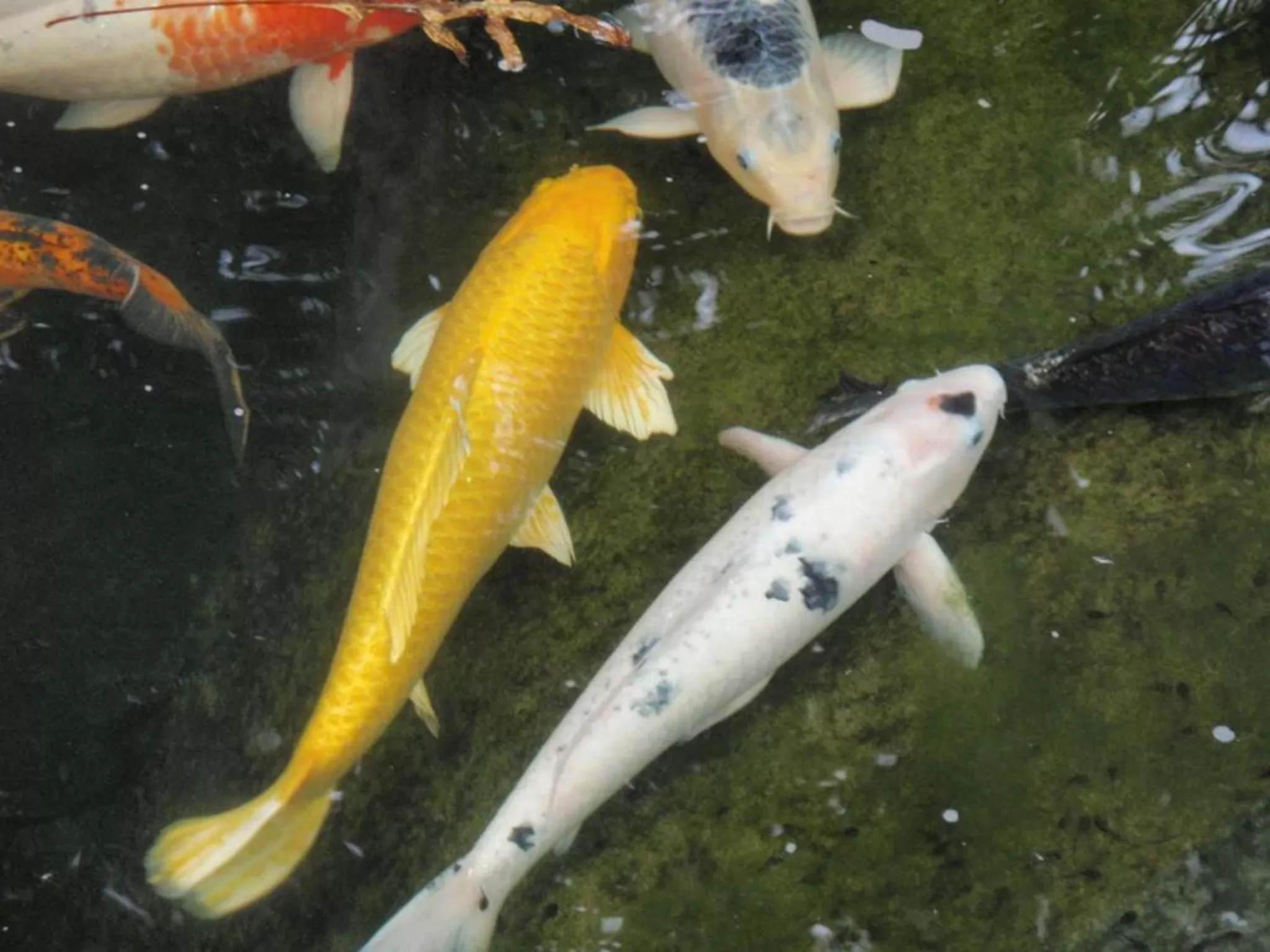 Other in La Rochelle Inn