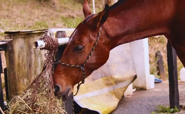 Day in Pousada Jovimar