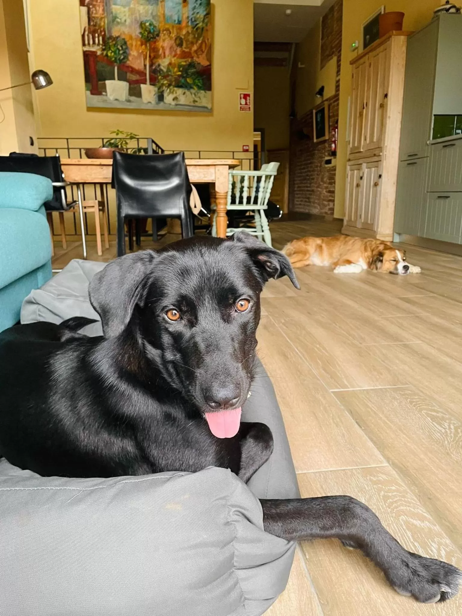 Pets in Priorat Aparthotel