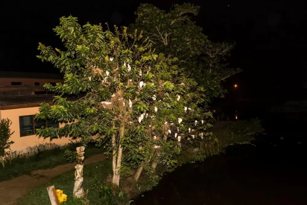 Garden in Hans Cottage Botel