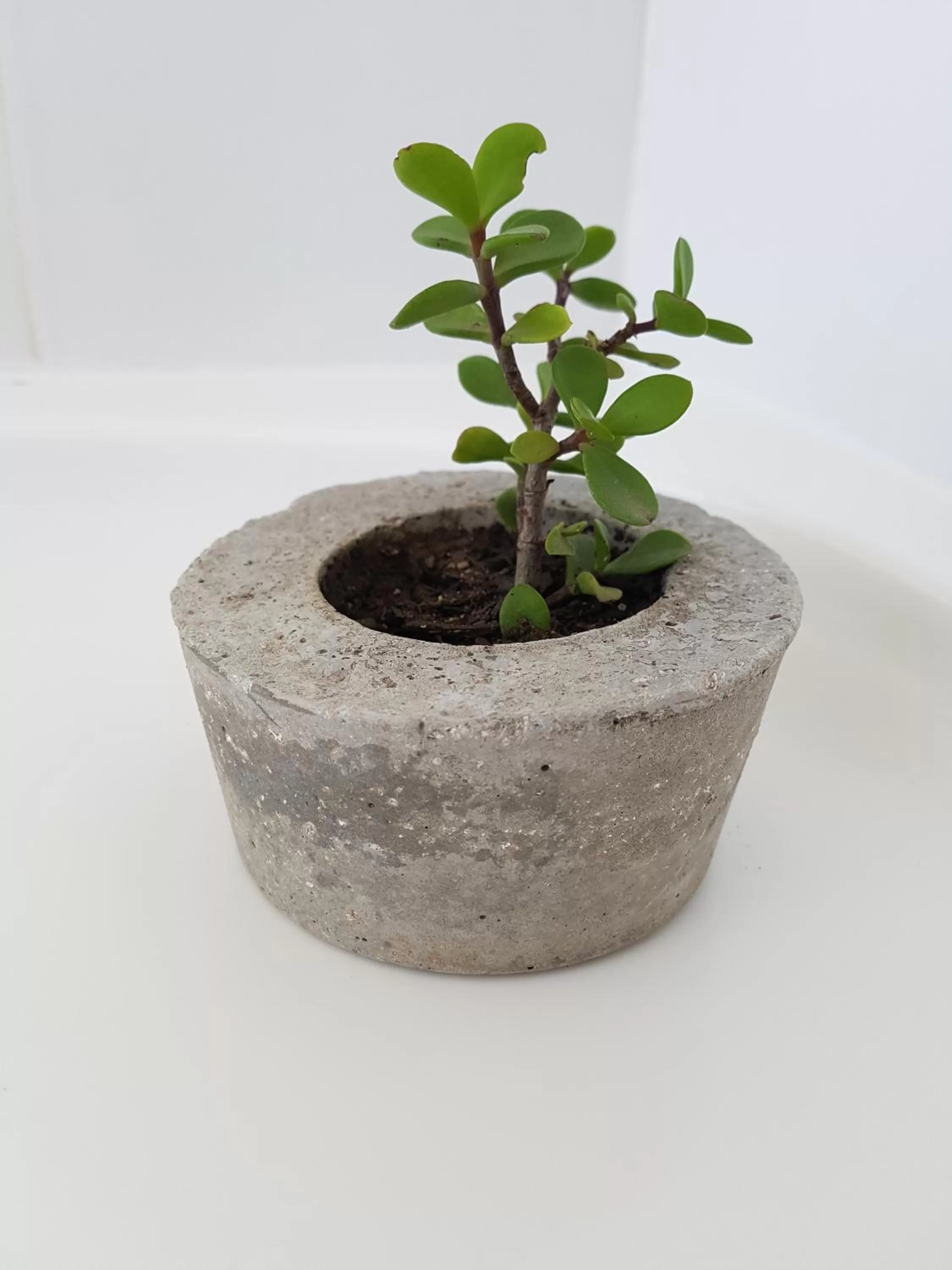 Decorative detail in Raw Karoo Guest House