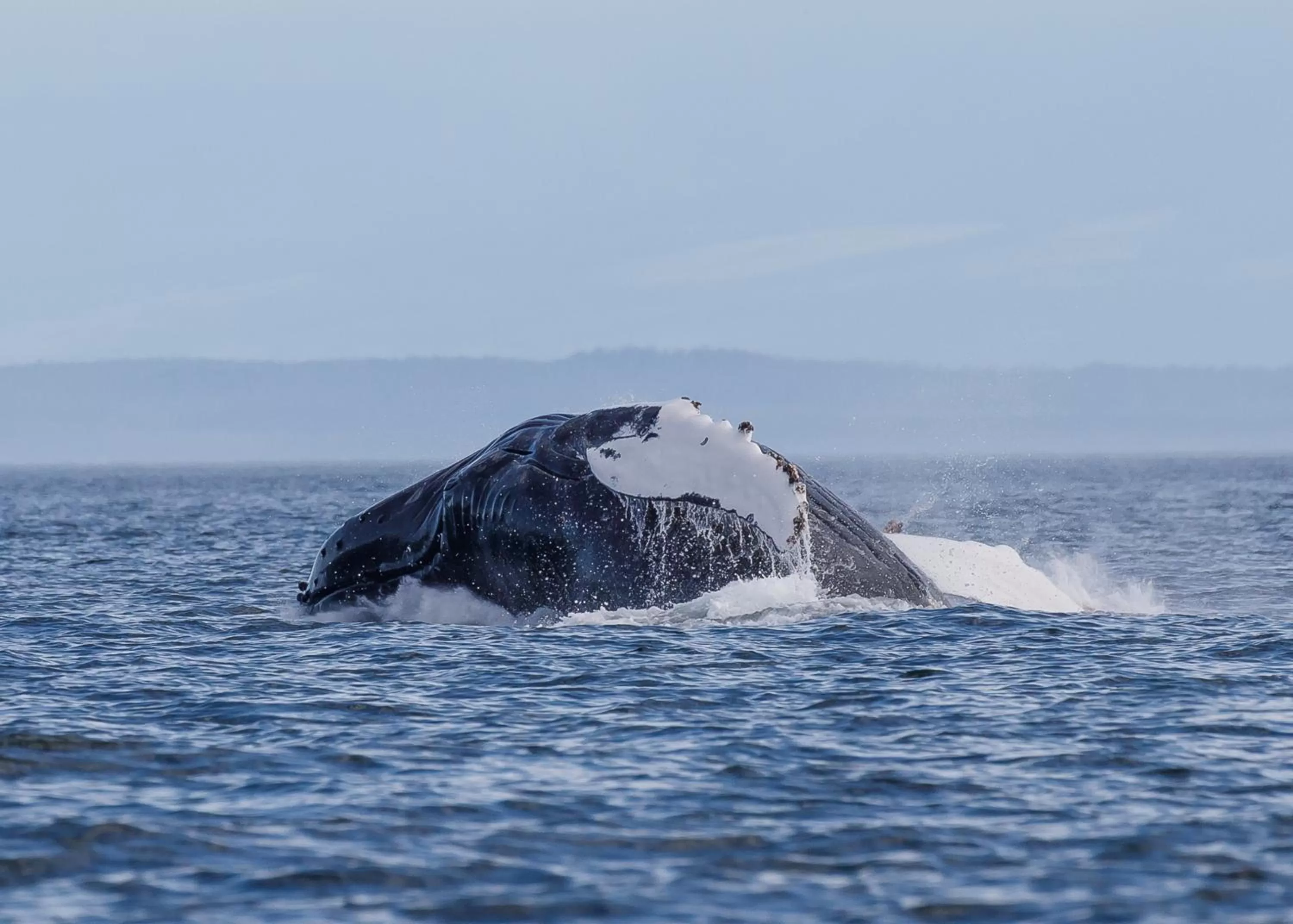 Animals in Money Pennies Bed and Breakfast