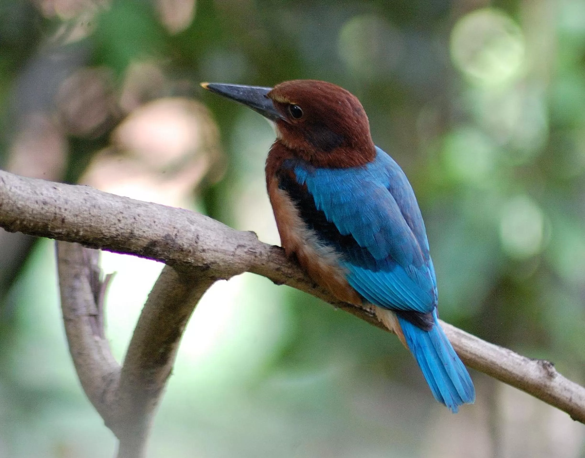 Animals, Other Animals in Evergreen